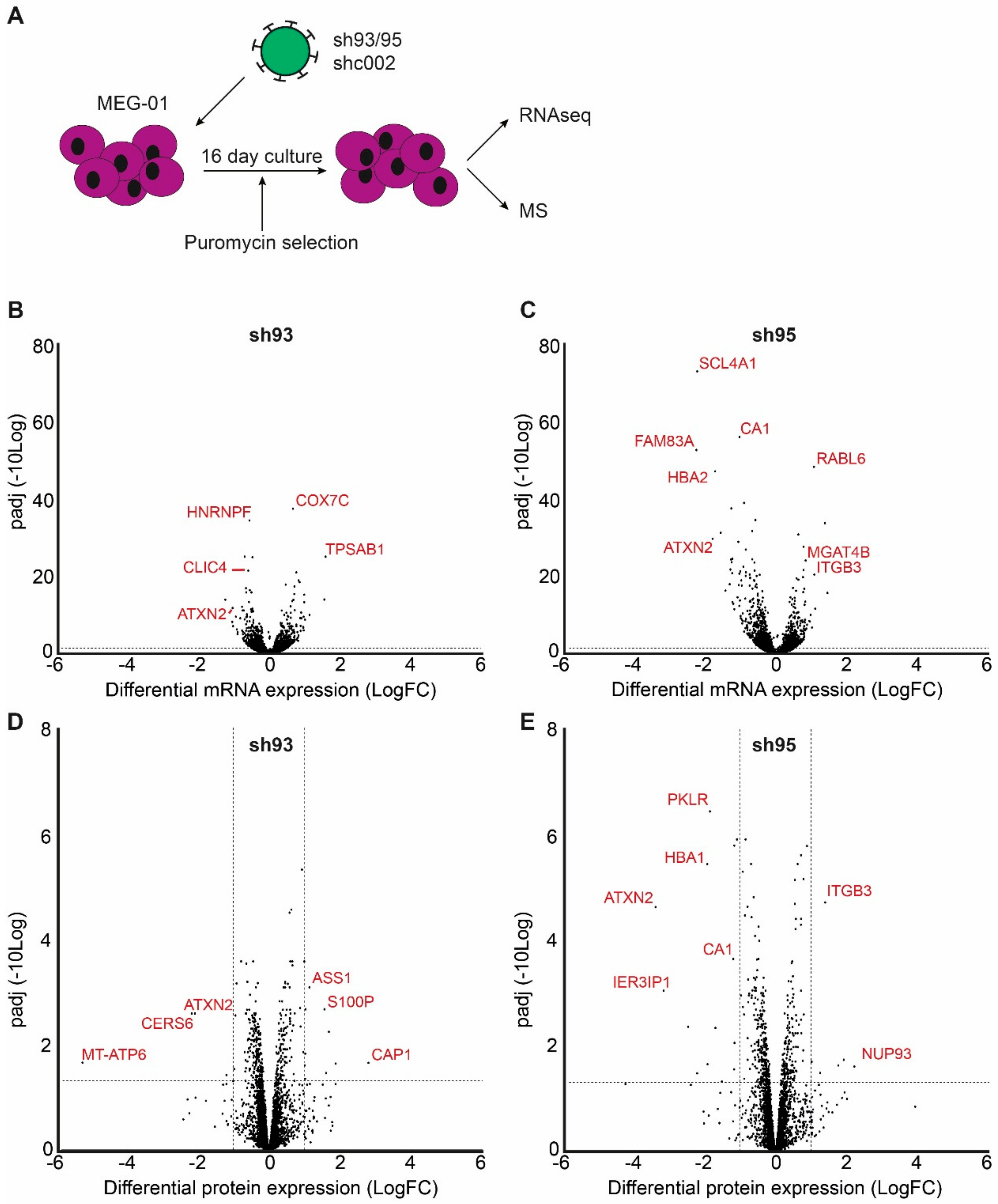 Ijms 21 00967 g003 Ijms 21 00967 g003