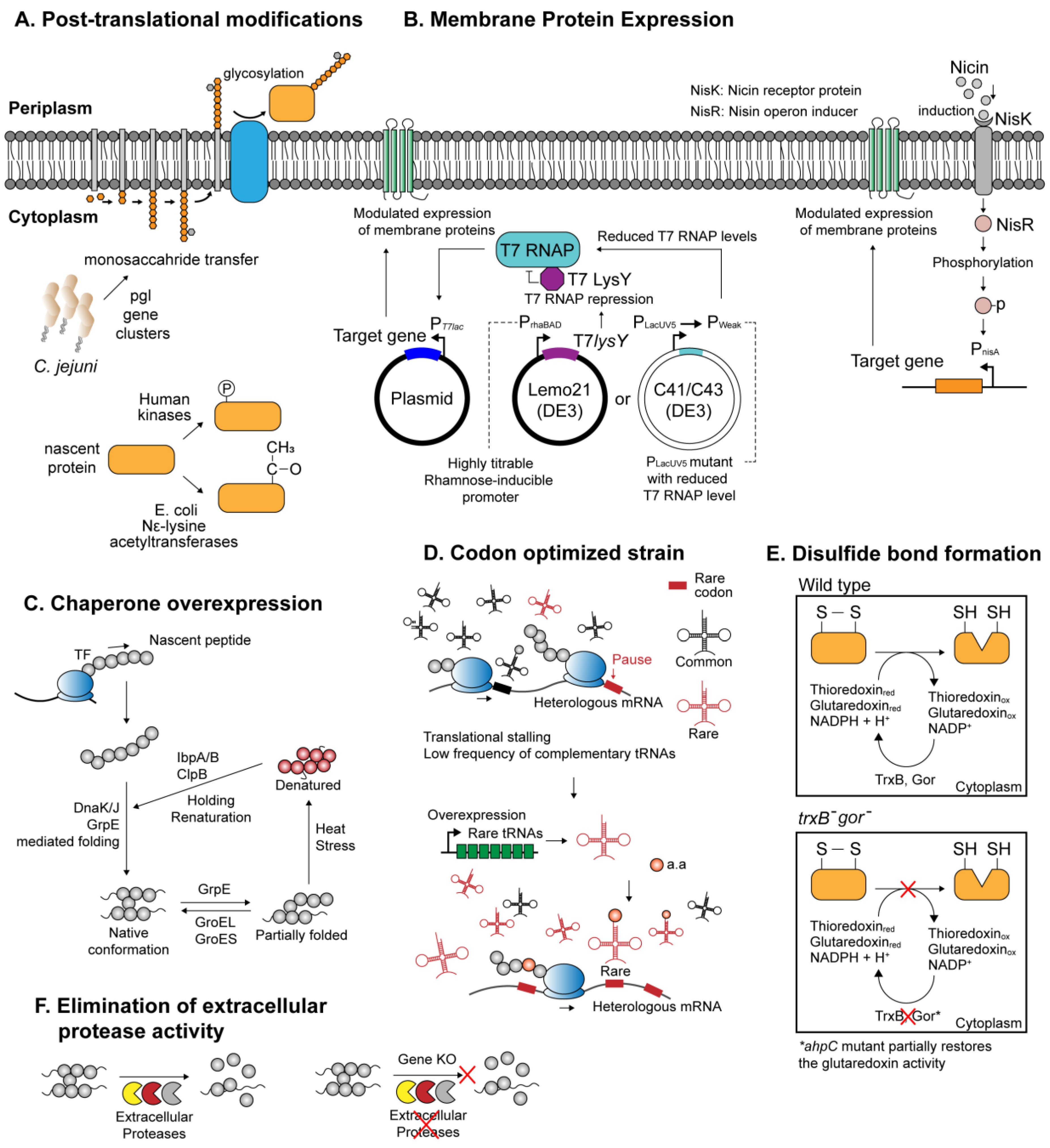 Ijms 21 00990 g001 Ijms 21 00990 g001