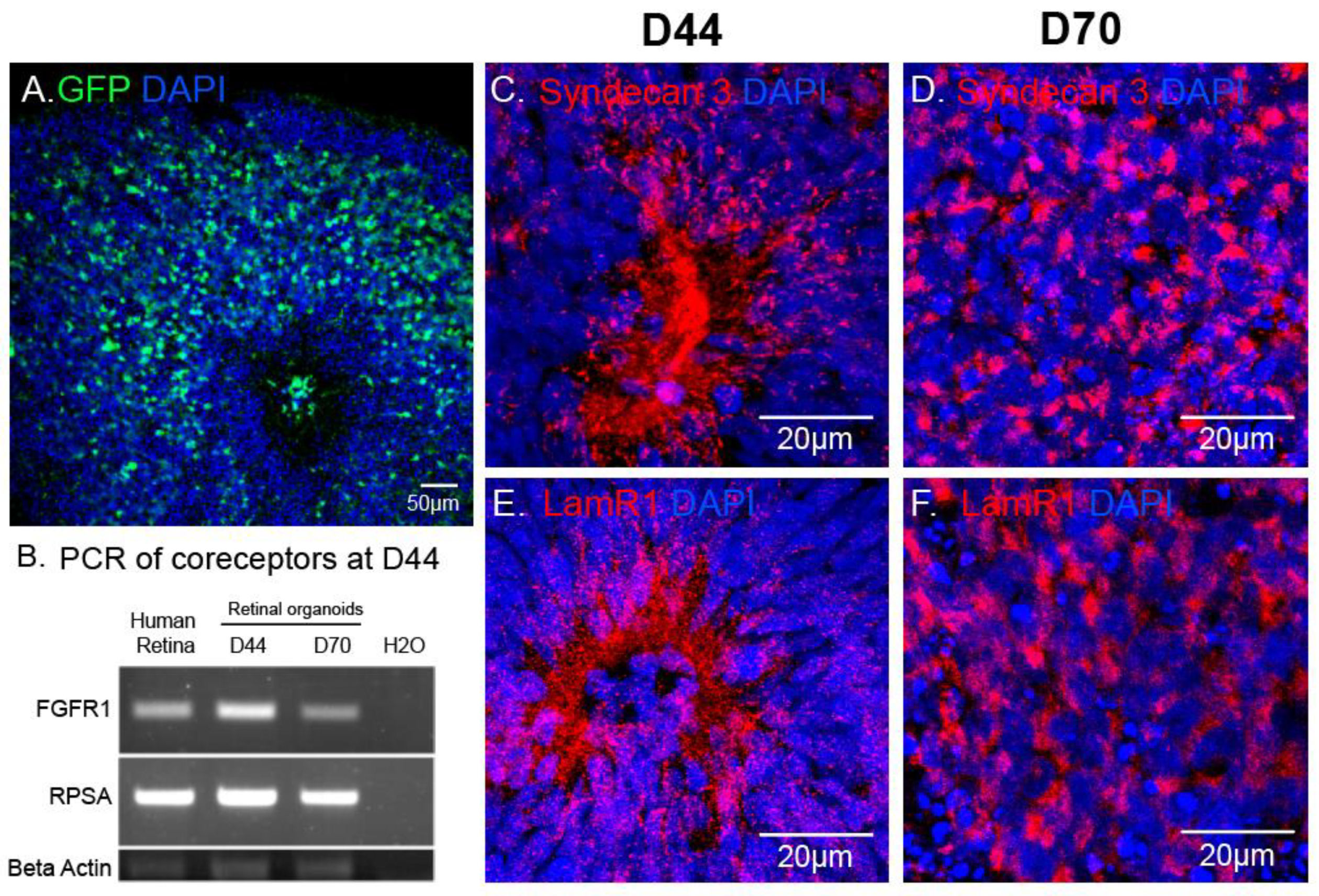 Ijms 21 00994 g004 Ijms 21 00994 g004