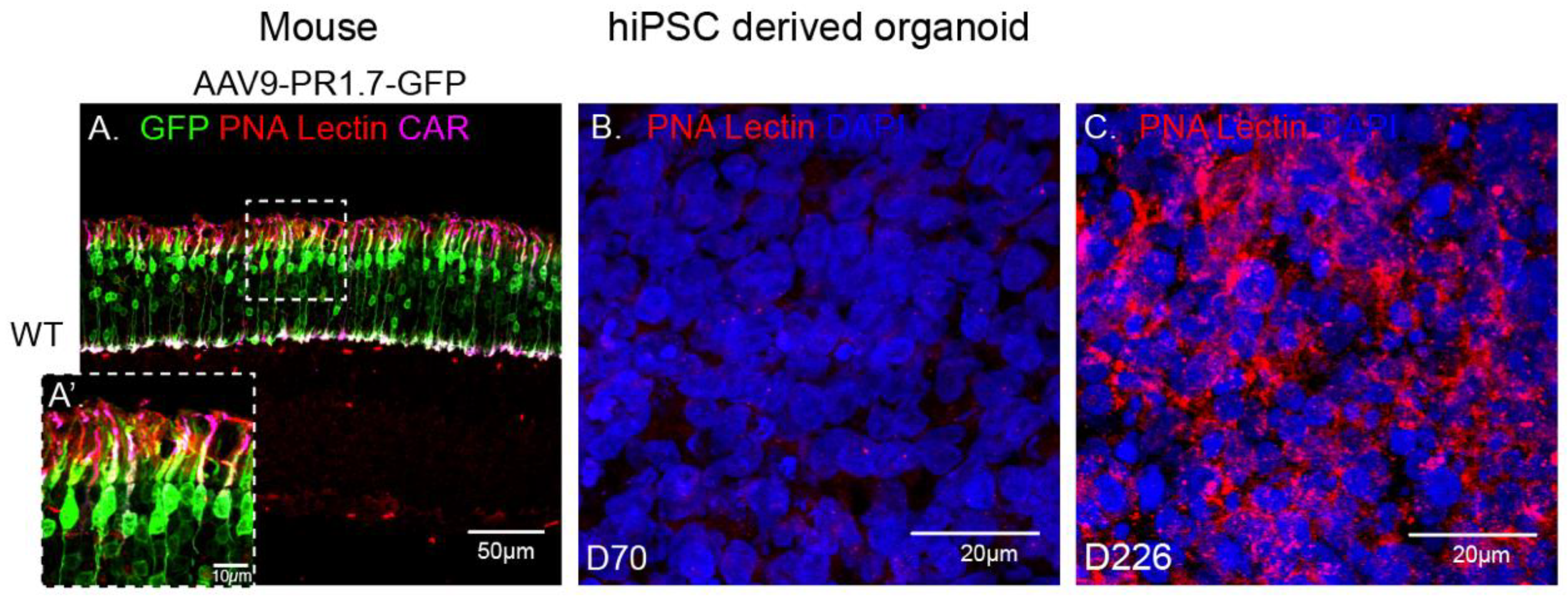 Ijms 21 00994 g005 Ijms 21 00994 g005