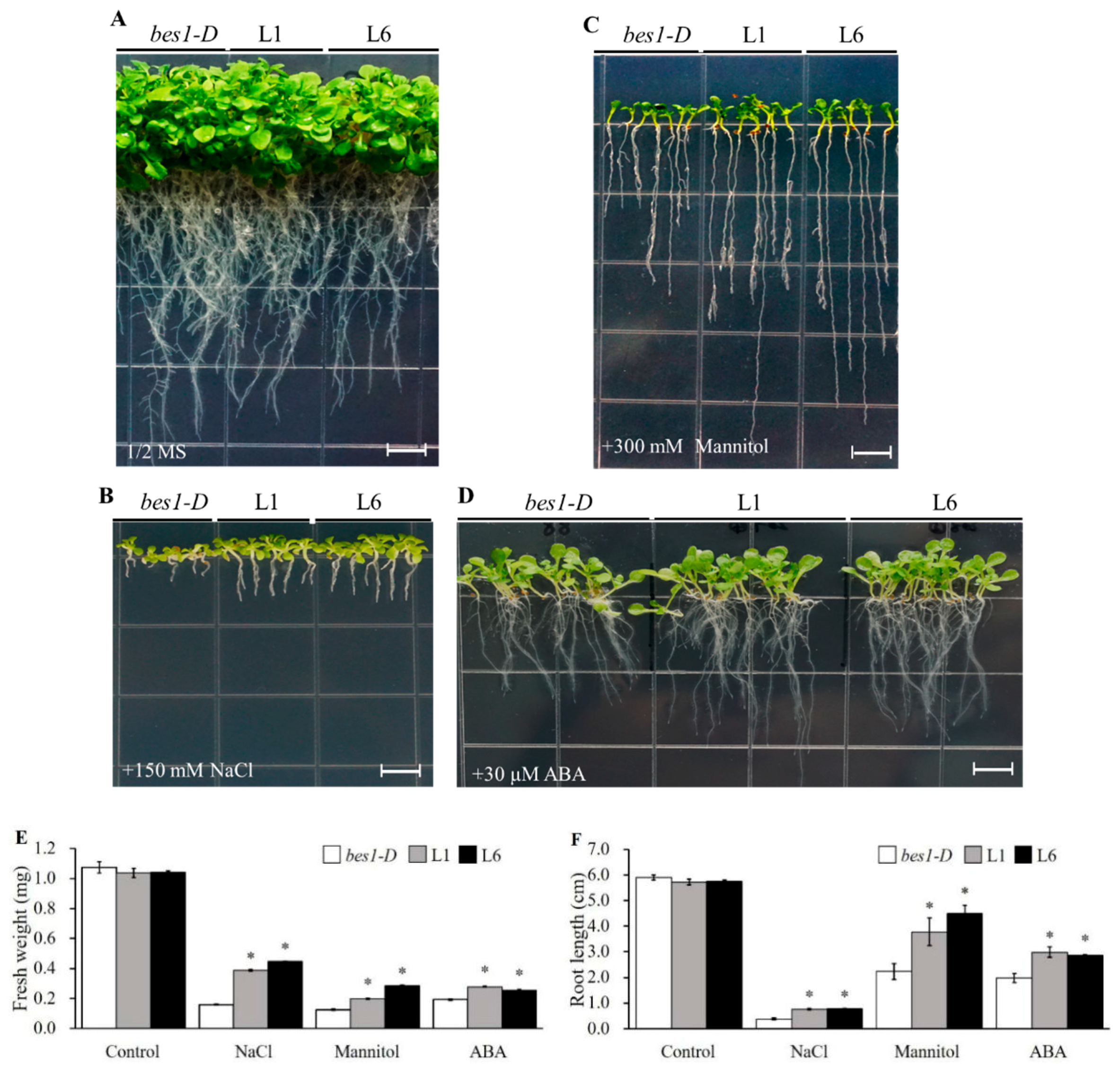 Ijms 21 00996 g003 Ijms 21 00996 g003