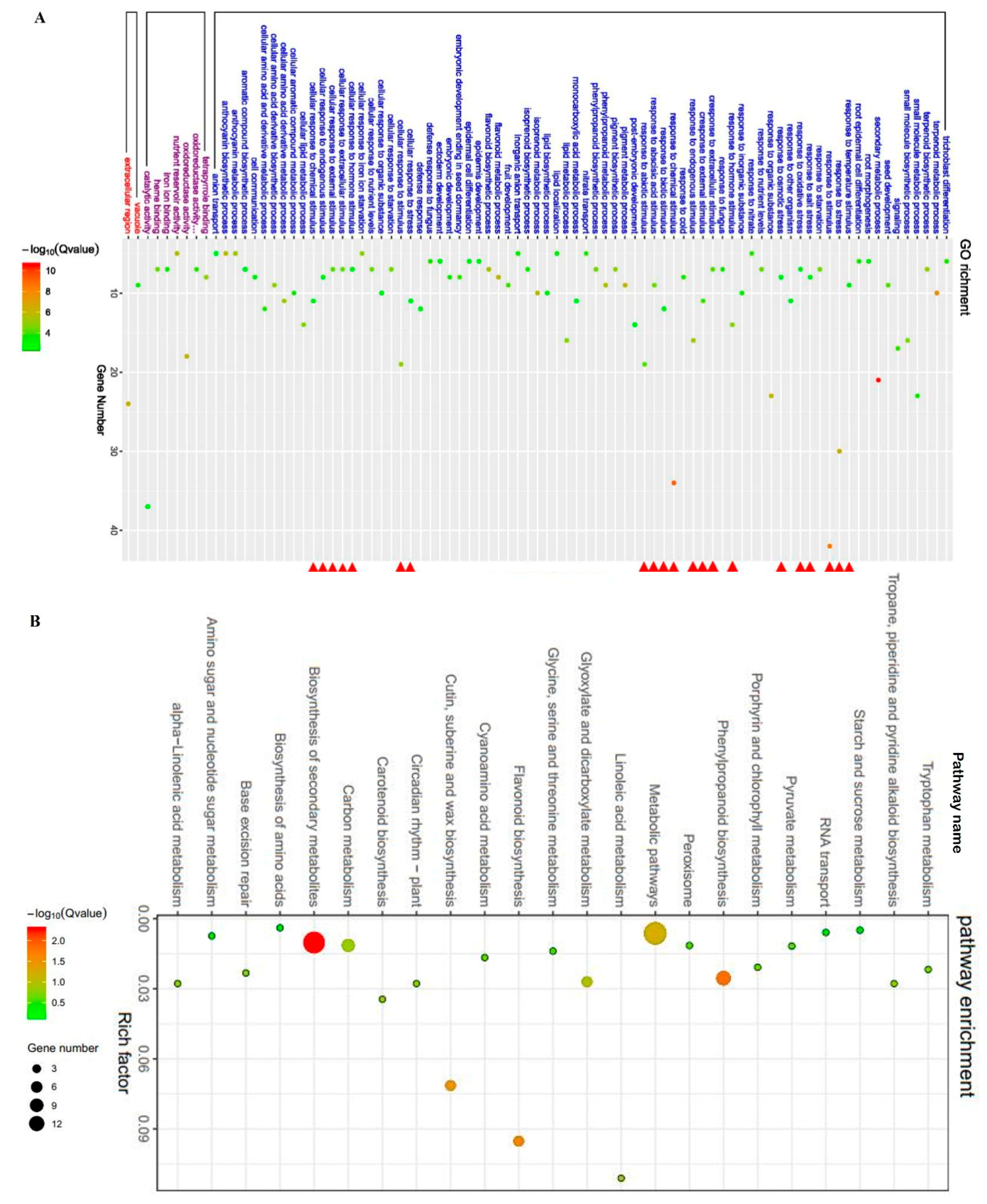 Ijms 21 00996 g007 Ijms 21 00996 g007
