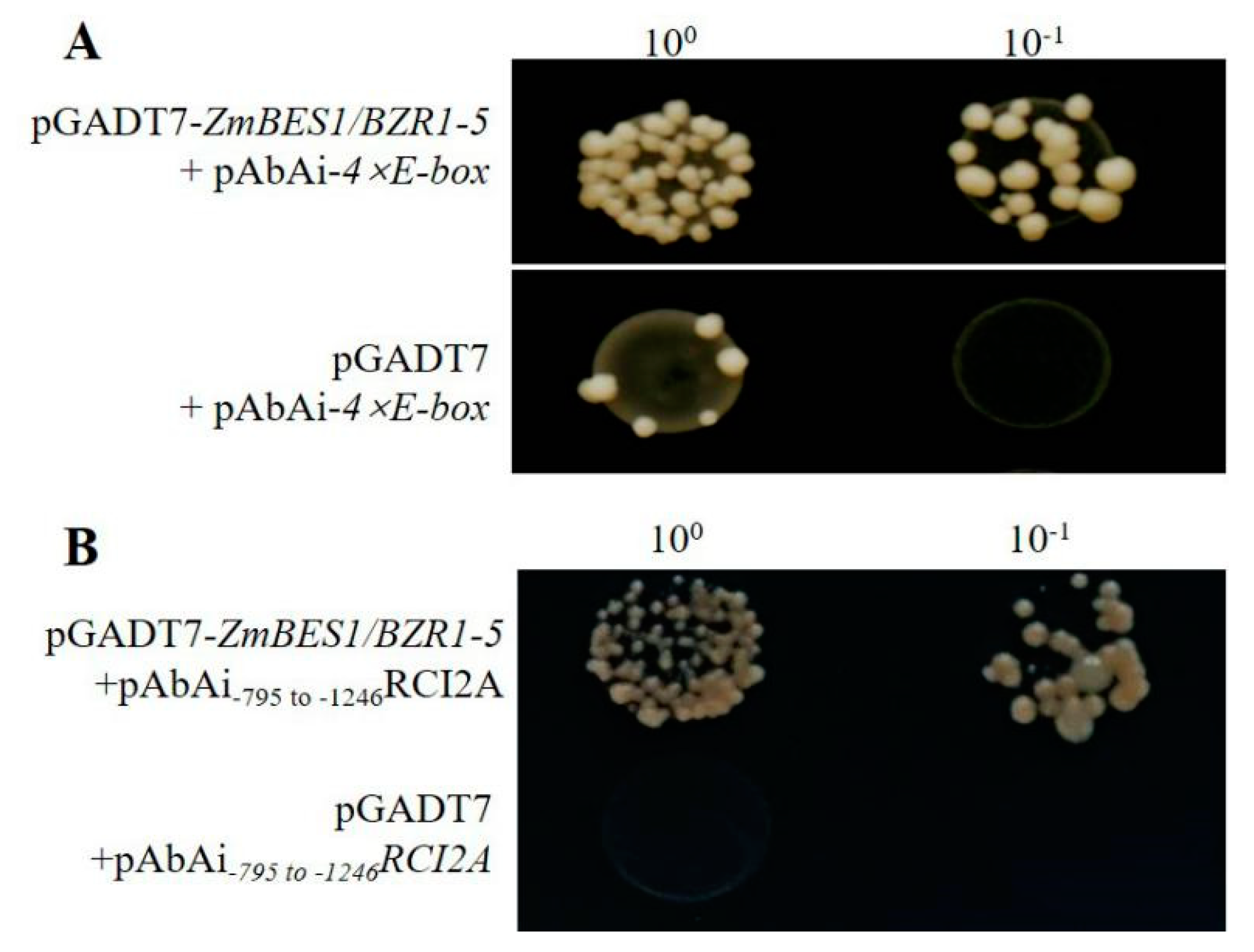 Ijms 21 00996 g008 Ijms 21 00996 g008