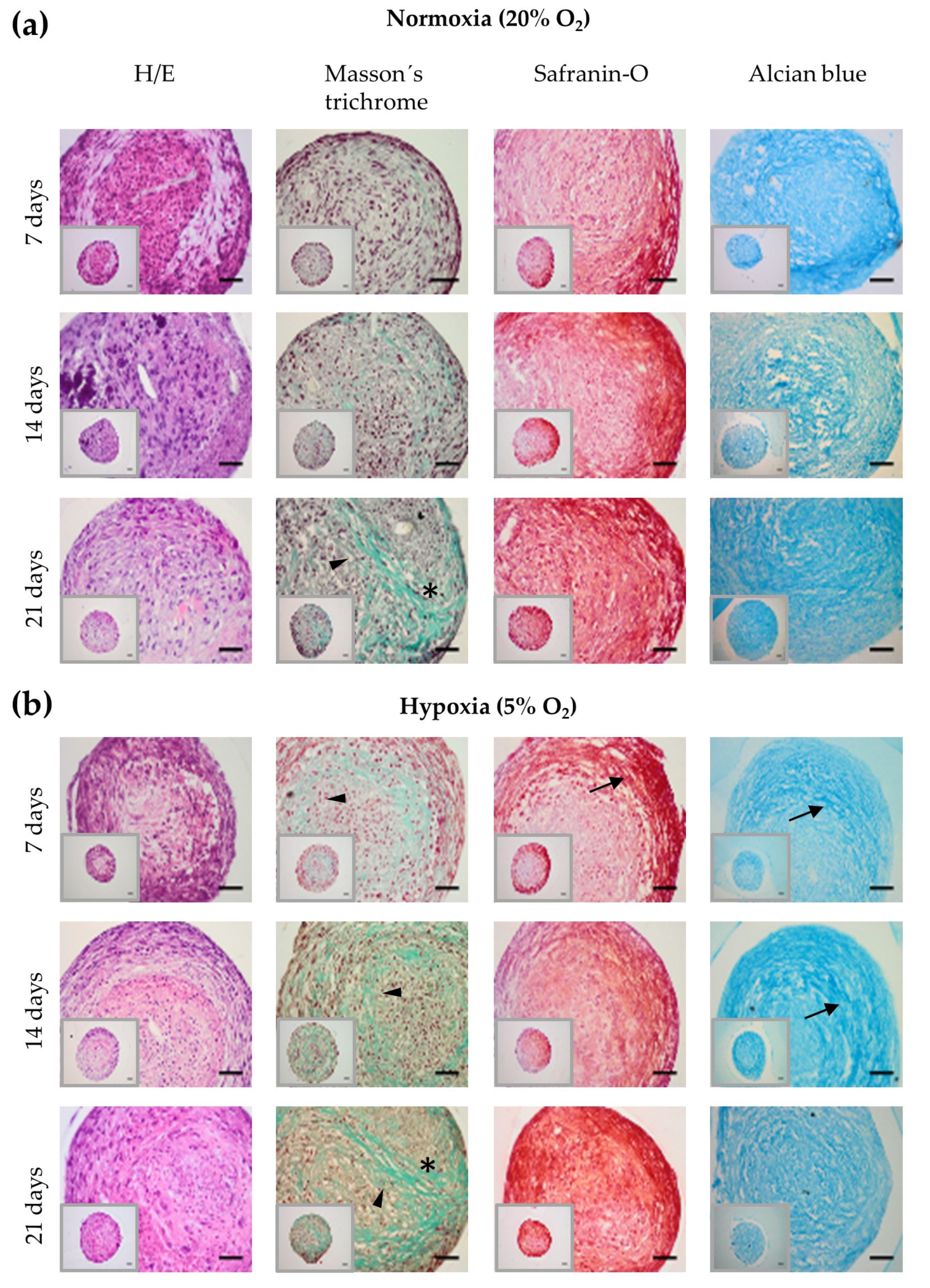 Ijms 21 01004 g002 Ijms 21 01004 g002