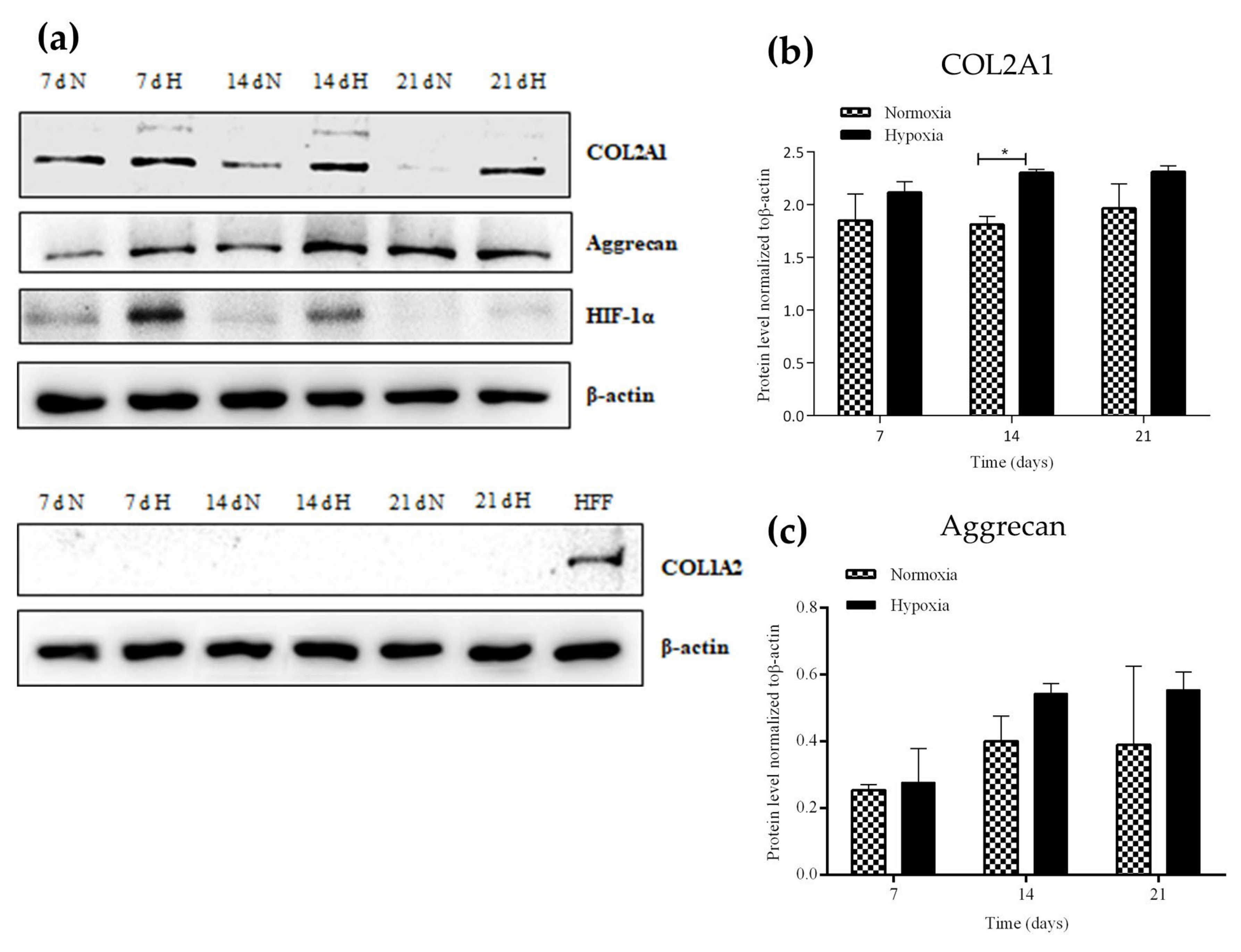 Ijms 21 01004 g003 Ijms 21 01004 g003