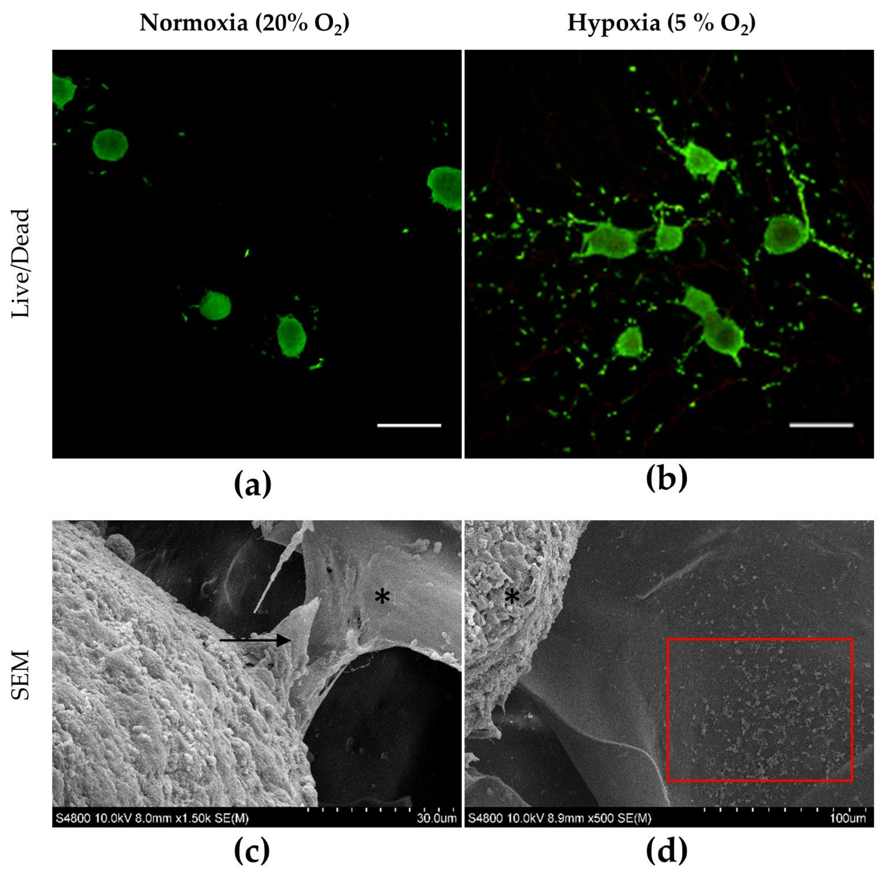 Ijms 21 01004 g004 Ijms 21 01004 g004