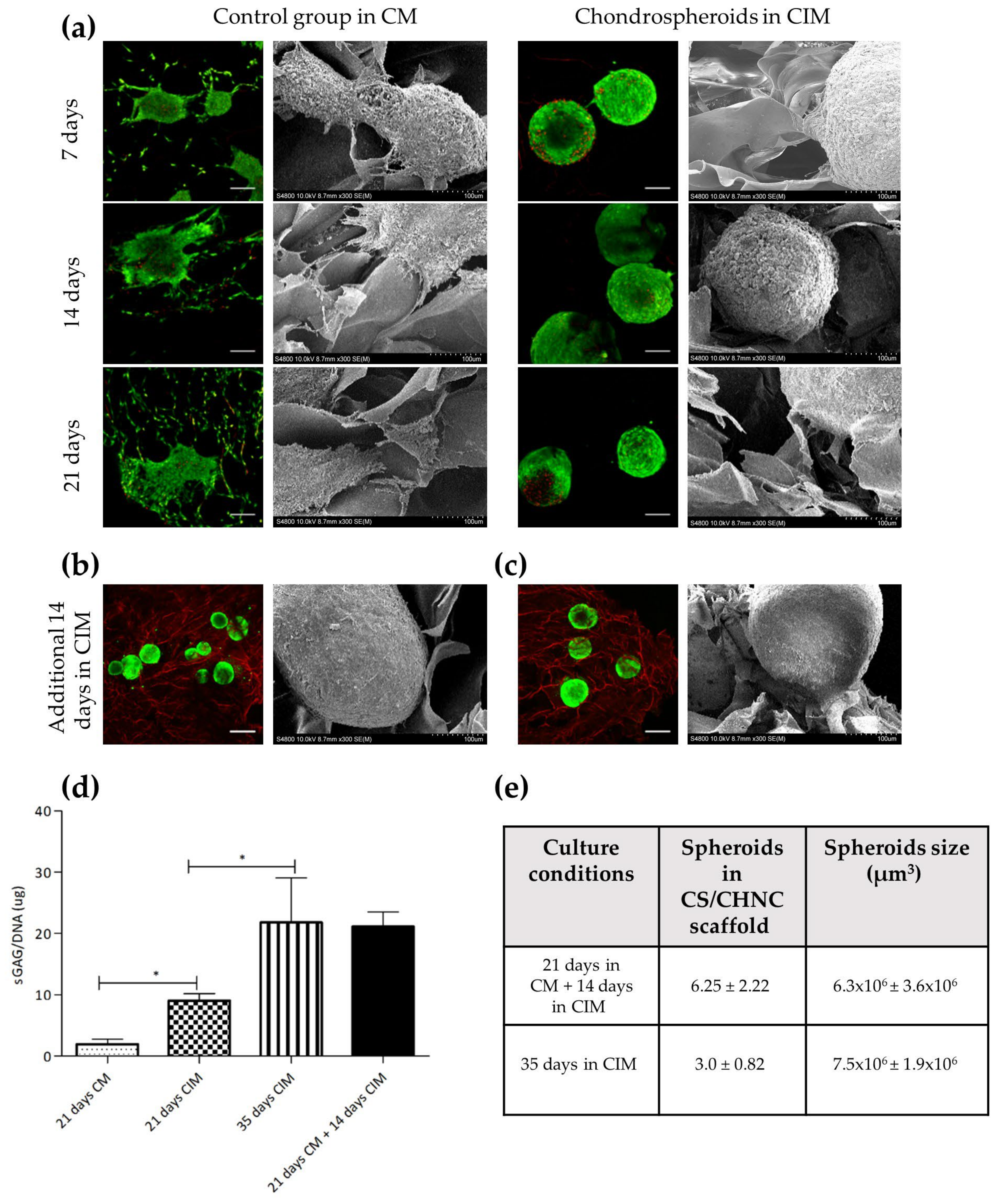 Ijms 21 01004 g005 Ijms 21 01004 g005