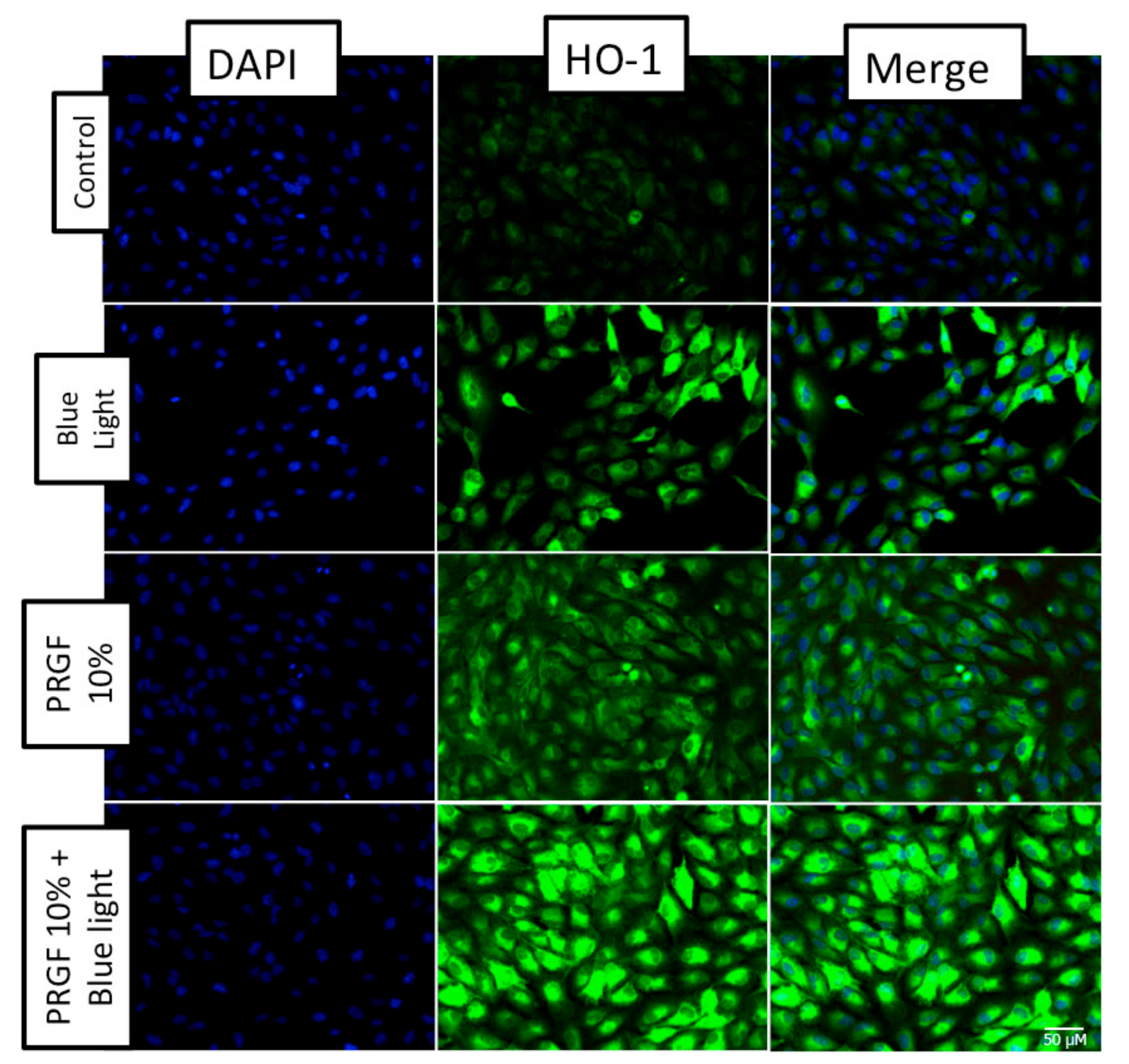 Ijms 21 01021 g008 Ijms 21 01021 g008