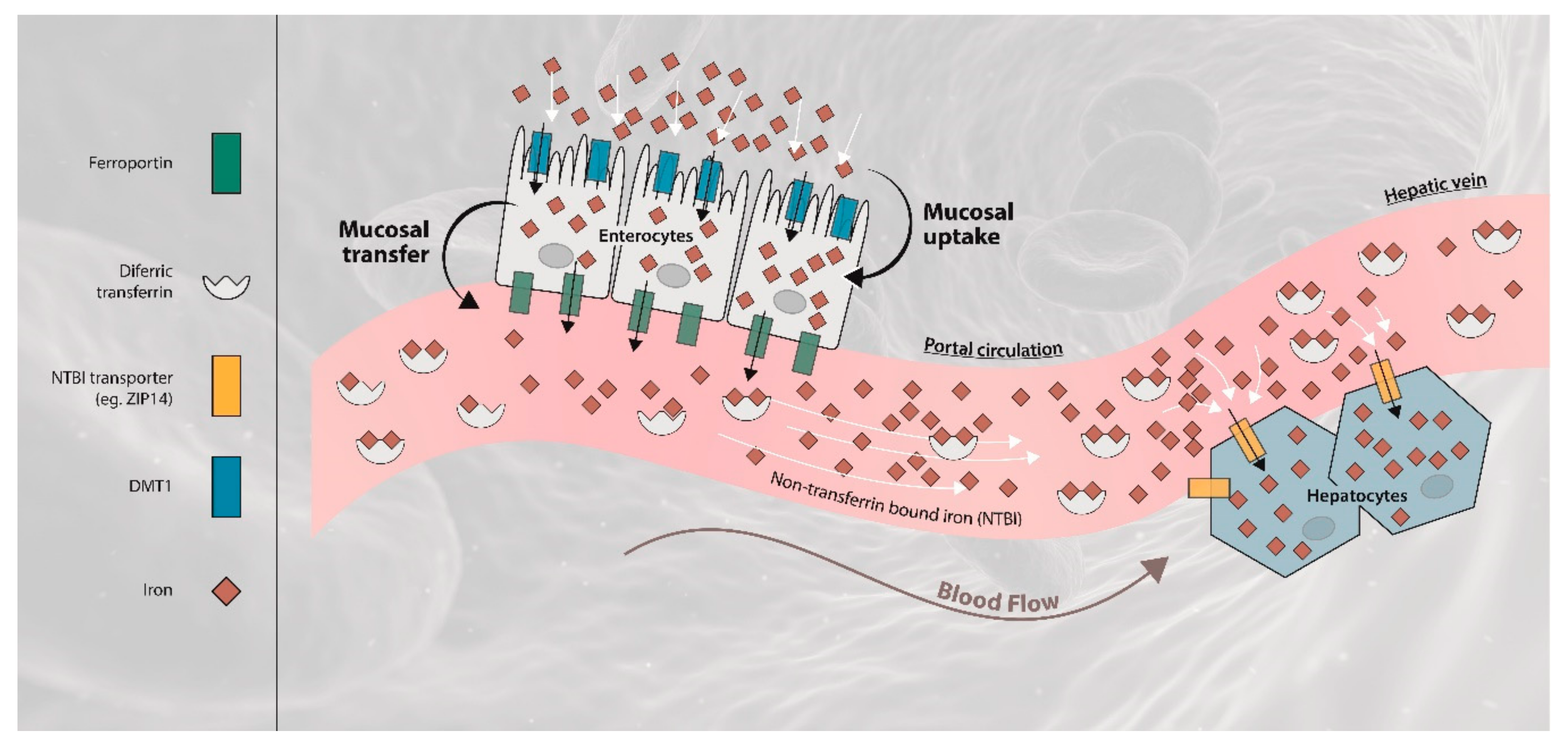 Ijms 21 01077 g004 Ijms 21 01077 g004