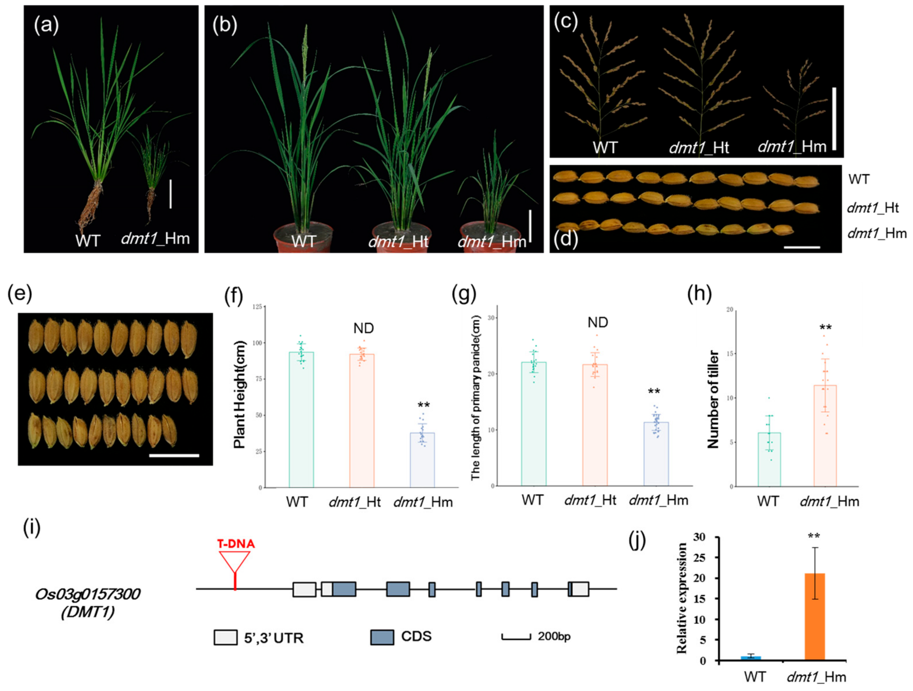 Ijms 21 01097 g001 Ijms 21 01097 g001