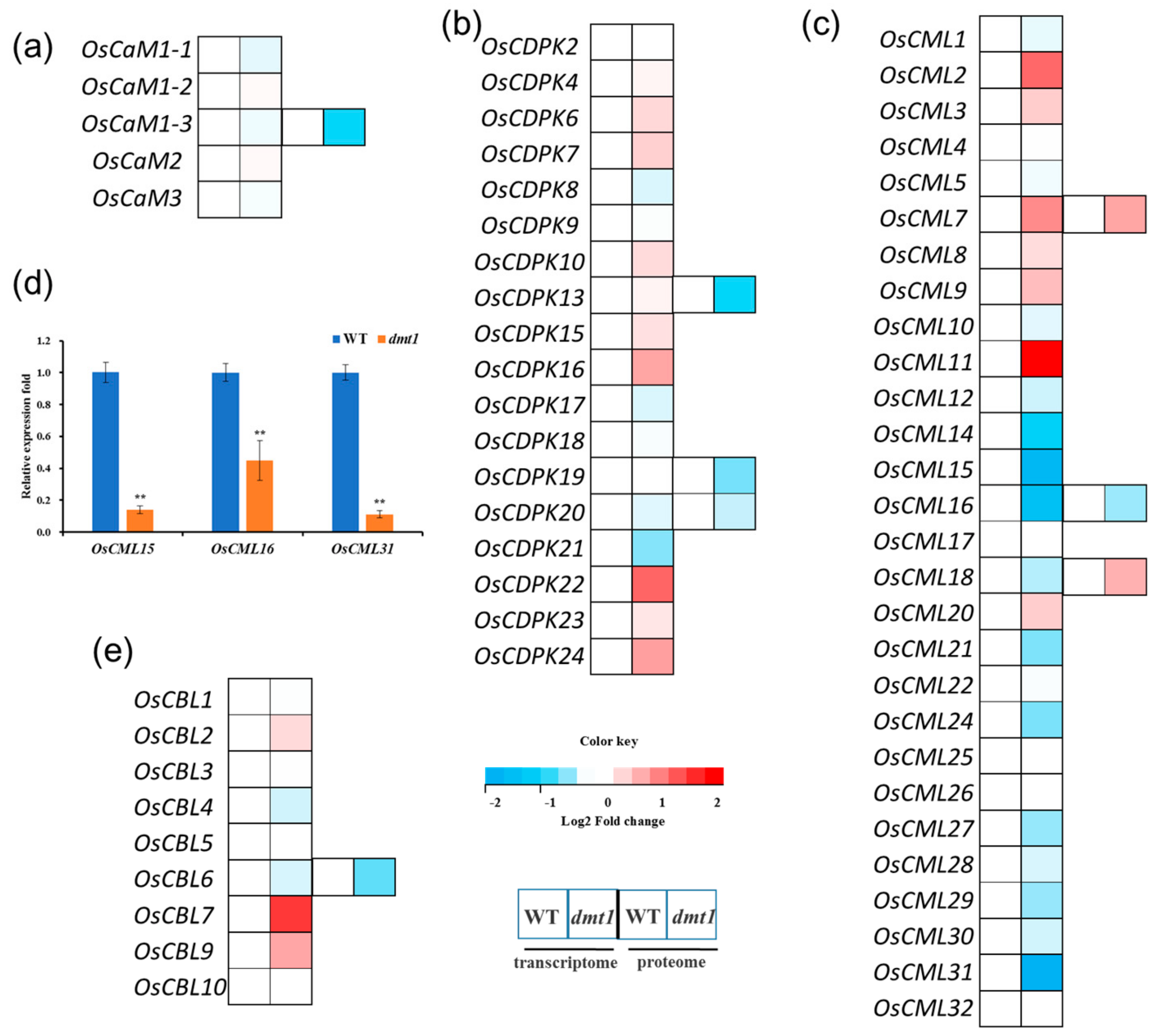 Ijms 21 01097 g005 Ijms 21 01097 g005