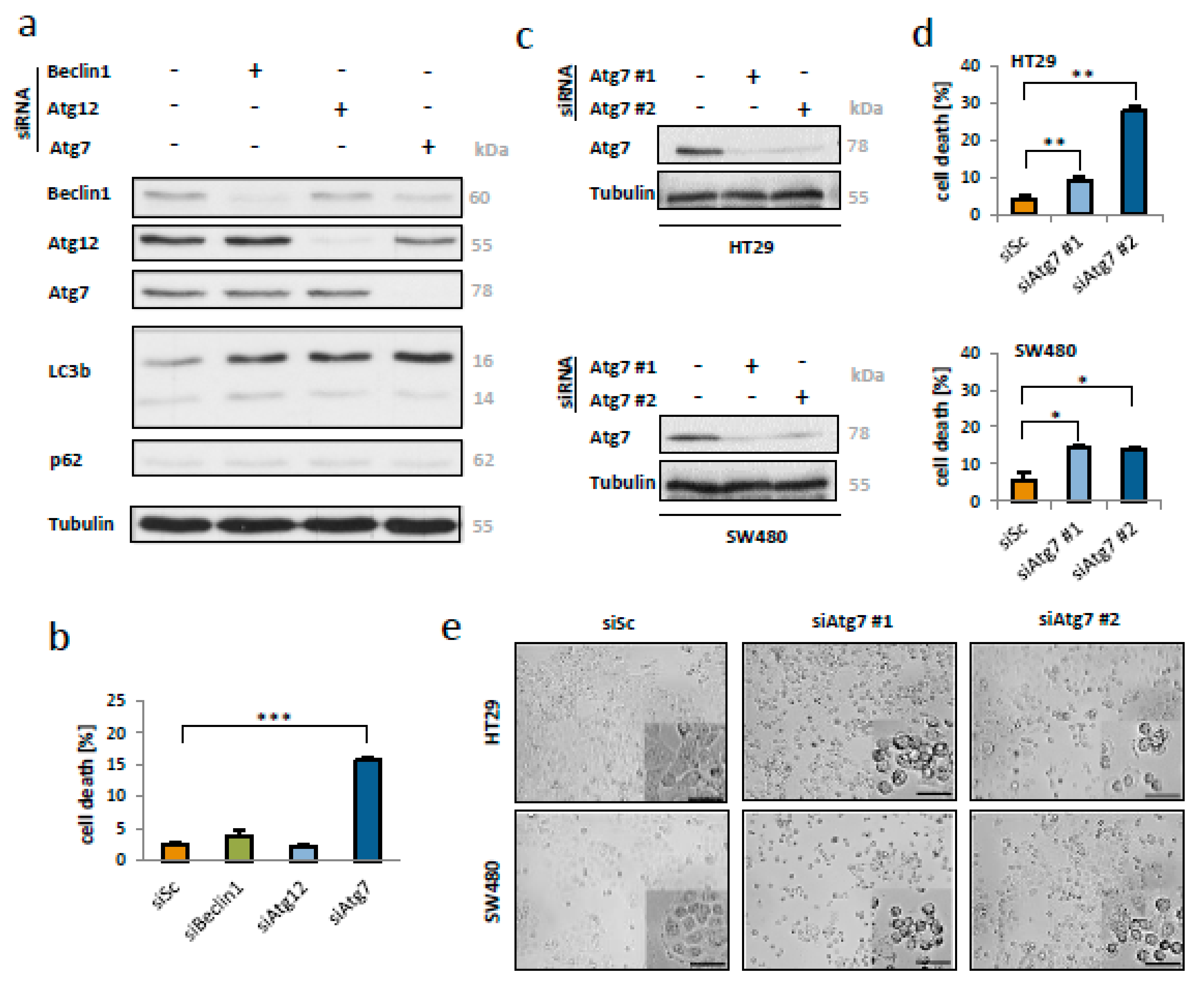 Ijms 21 01099 g002 Ijms 21 01099 g002