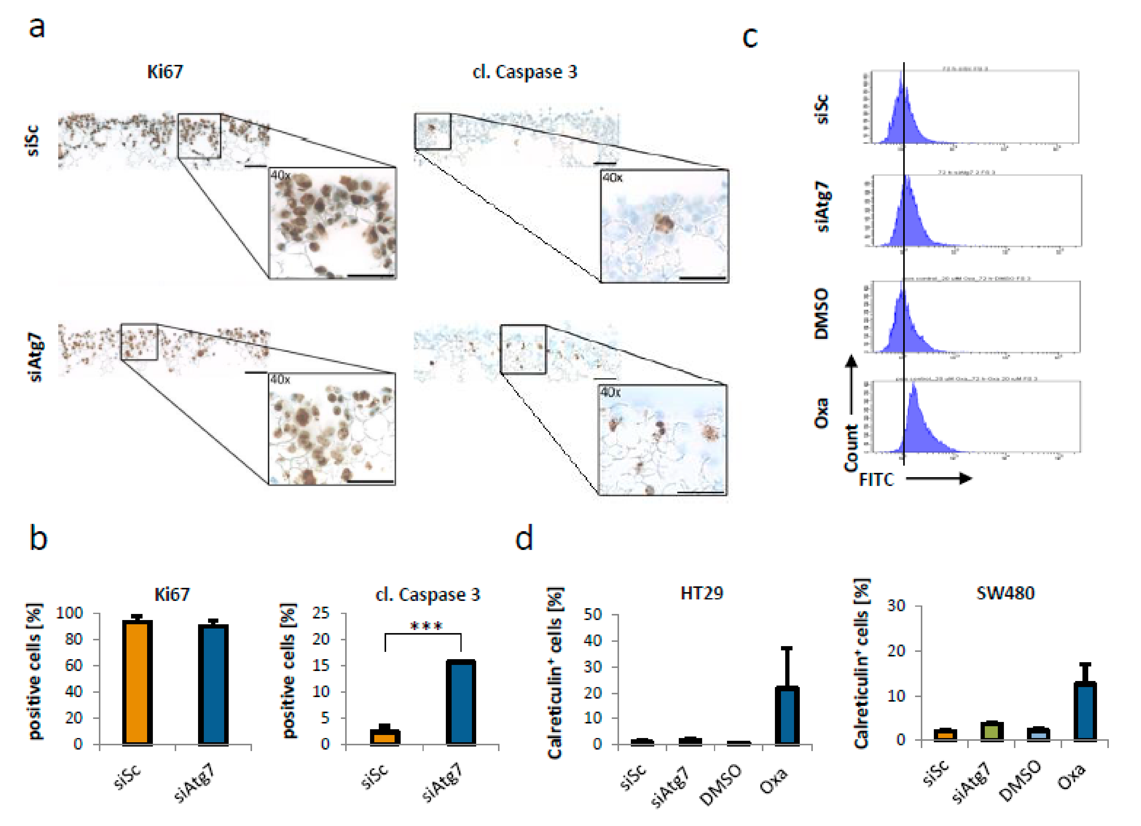 Ijms 21 01099 g003 Ijms 21 01099 g003