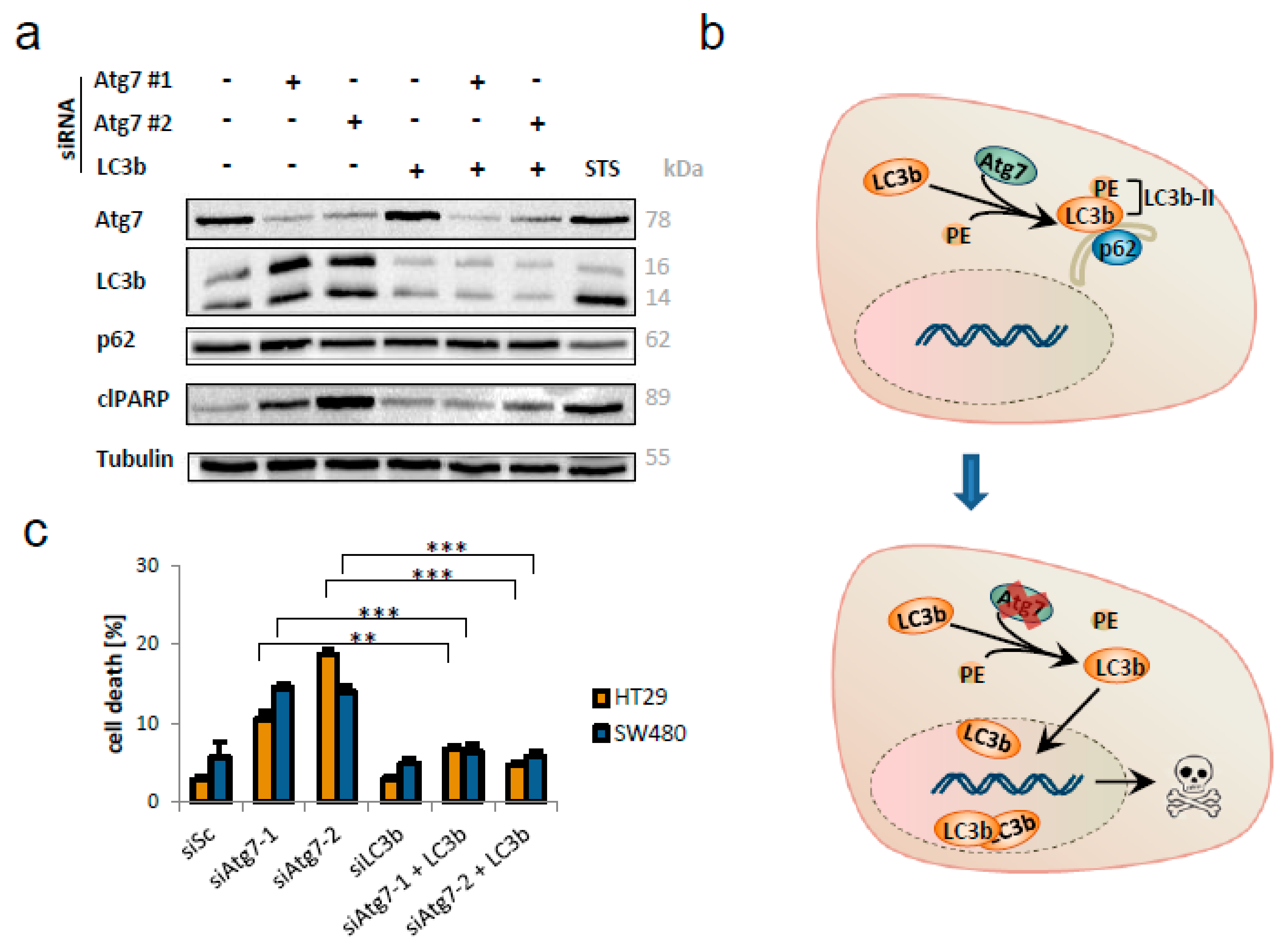 Ijms 21 01099 g005 Ijms 21 01099 g005
