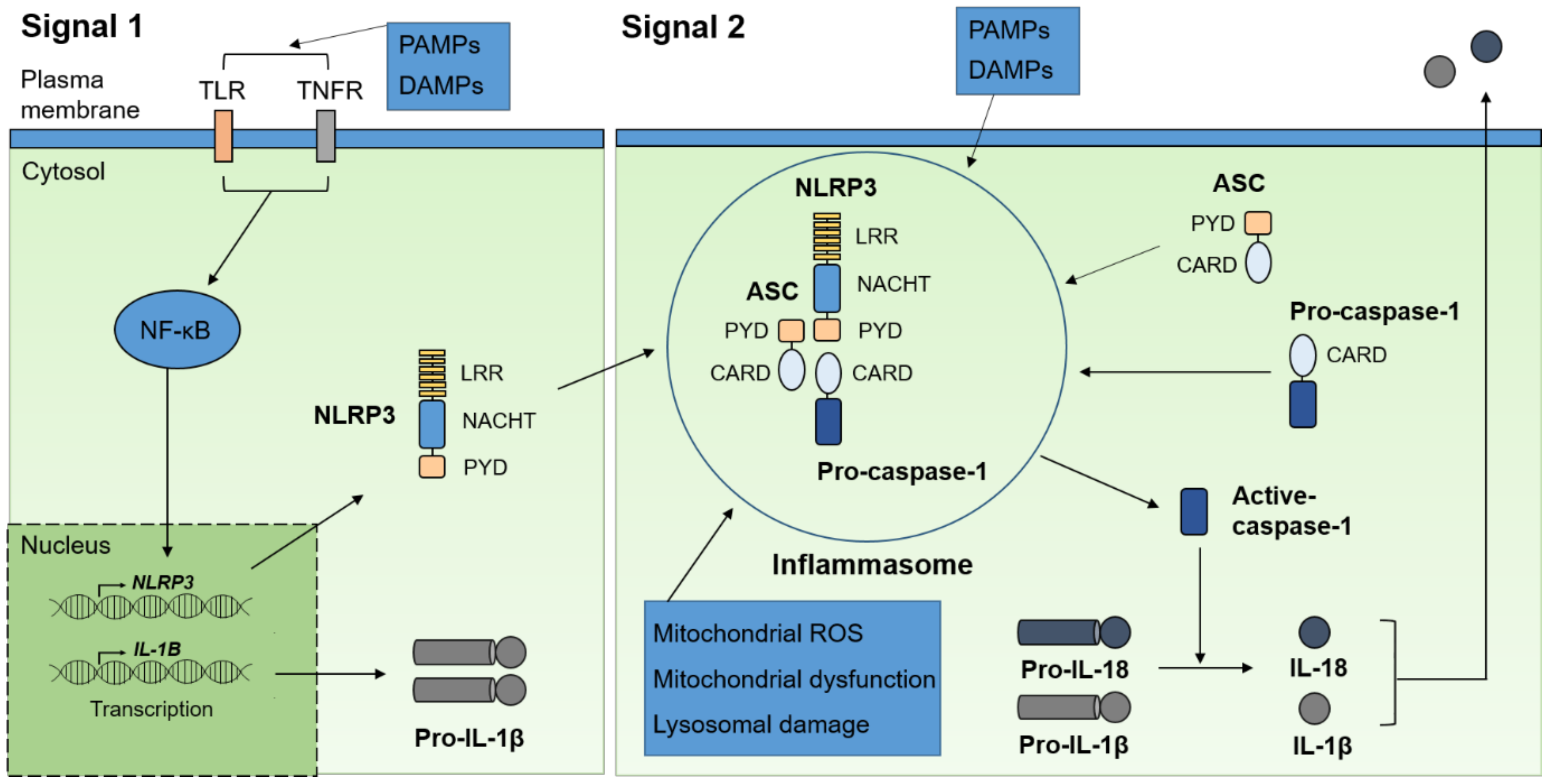 Ijms 21 01103 g001 Ijms 21 01103 g001