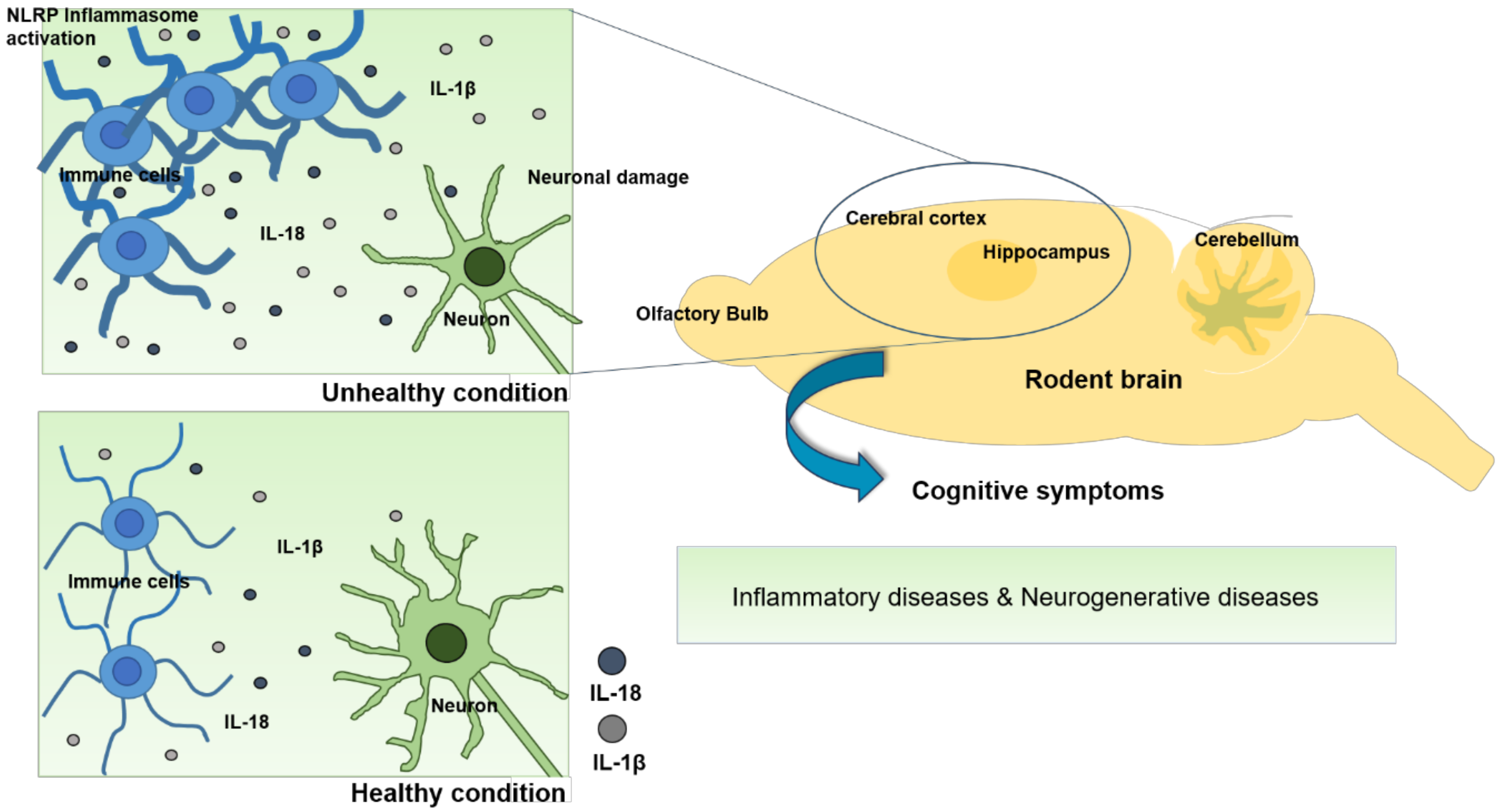 Ijms 21 01103 g003 Ijms 21 01103 g003