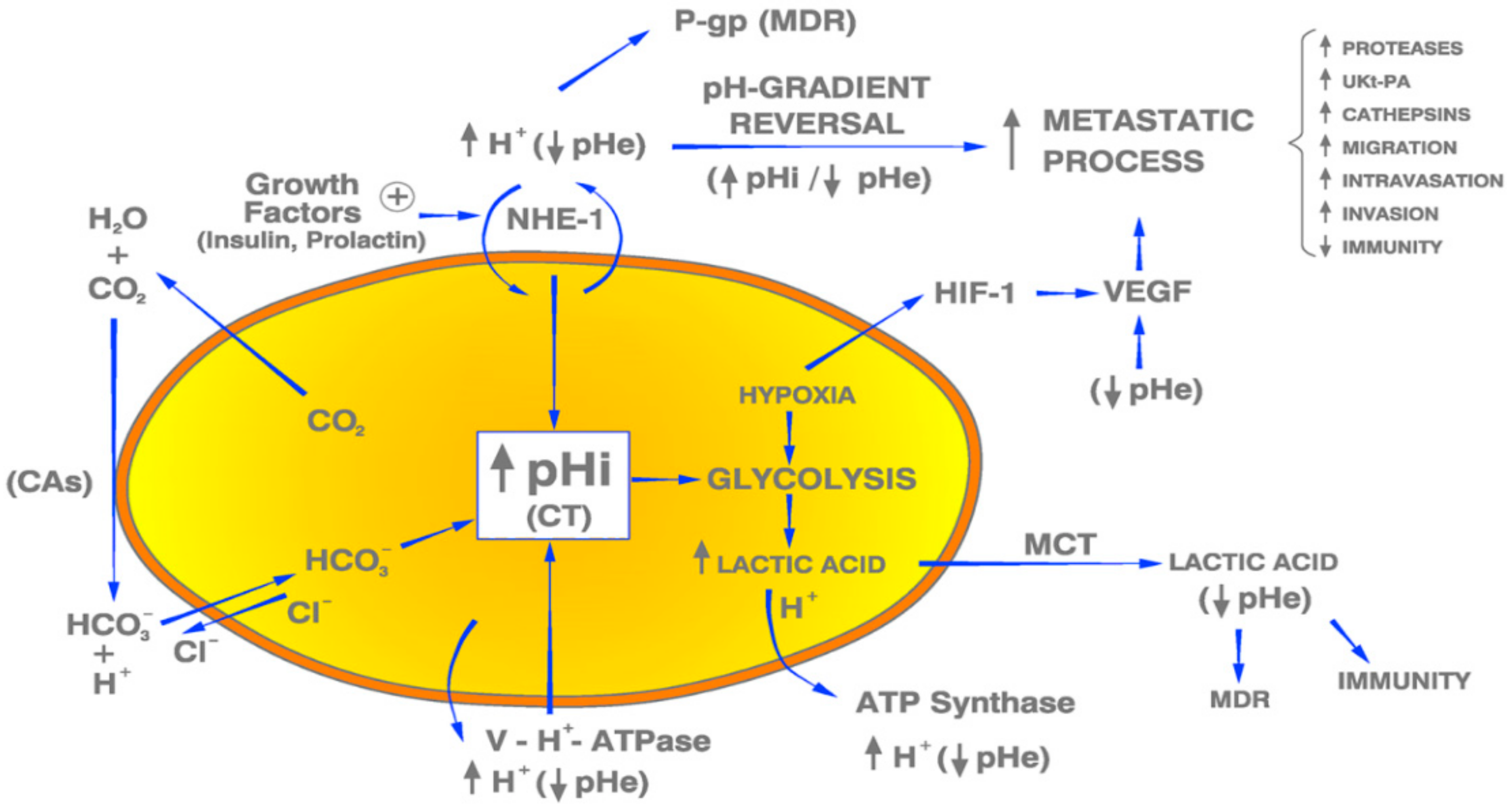Ijms 21 01110 g001 Ijms 21 01110 g001