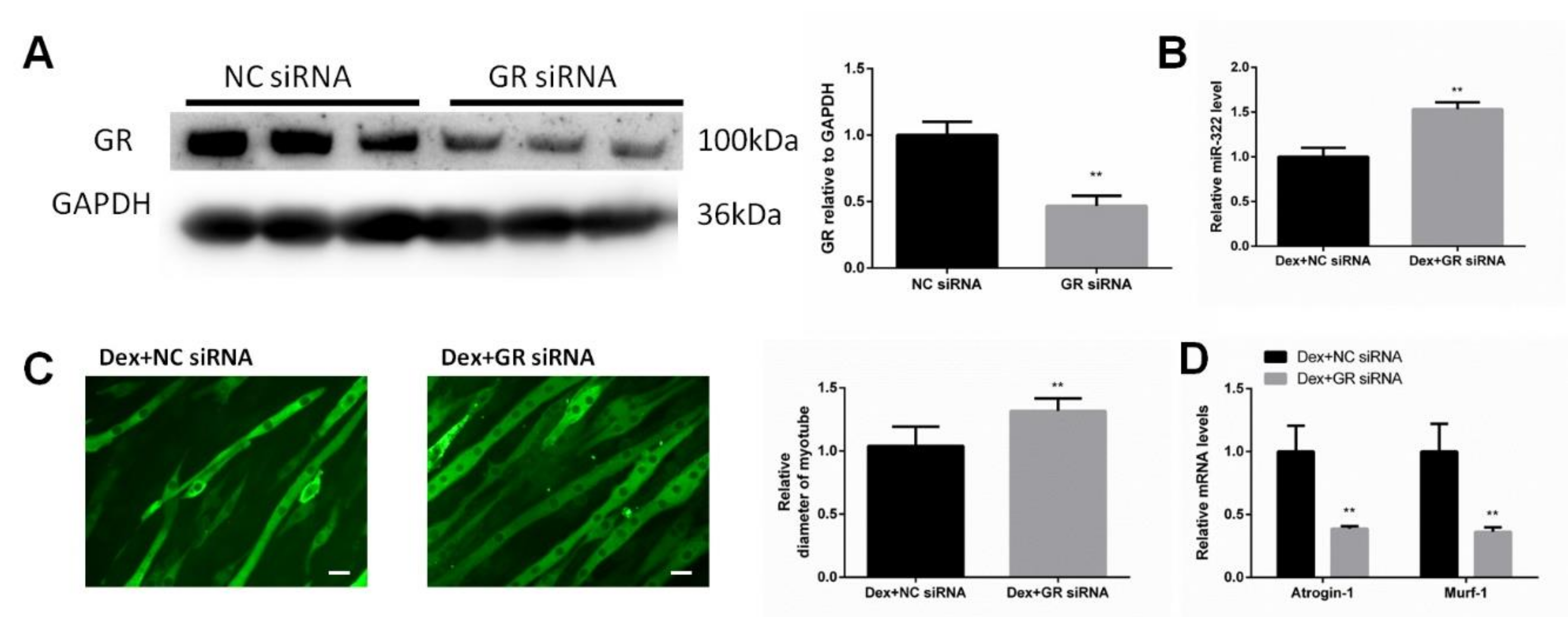 Ijms 21 01111 g002 Ijms 21 01111 g002