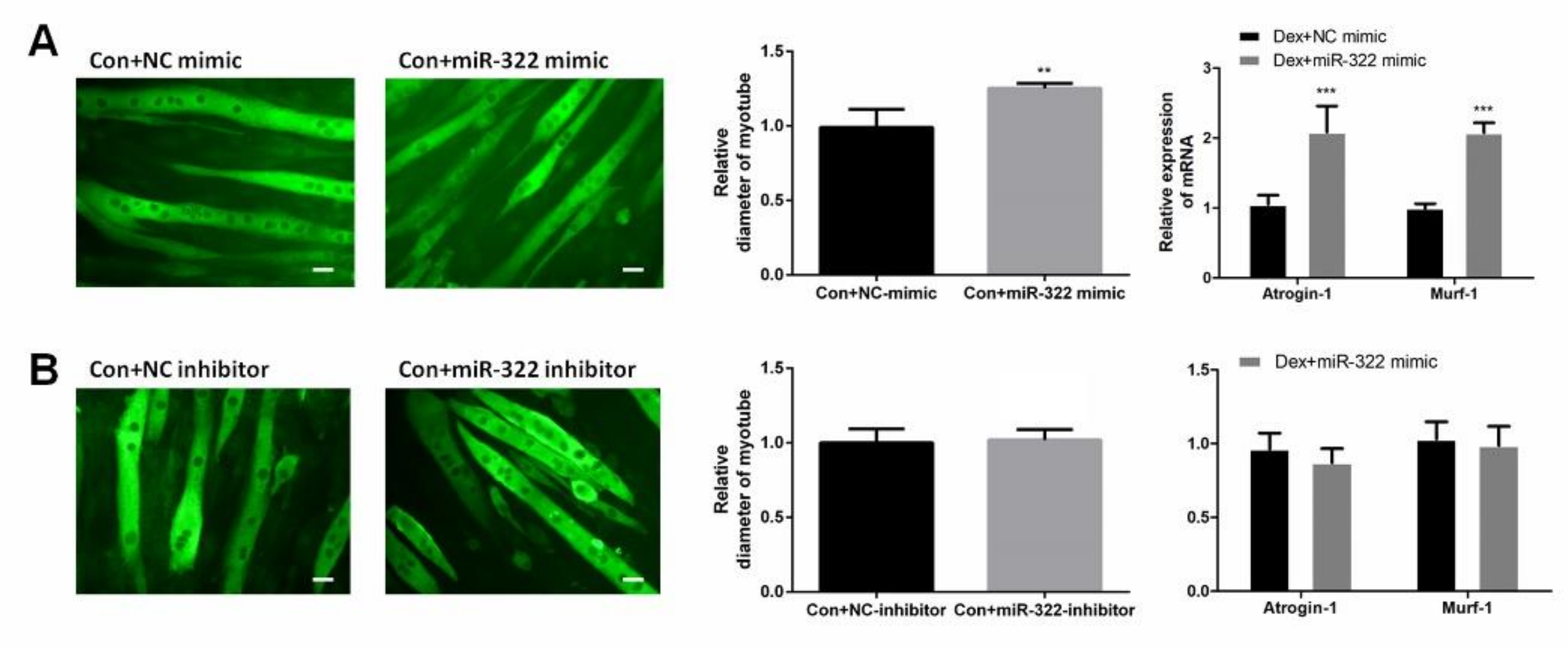 Ijms 21 01111 g004 Ijms 21 01111 g004