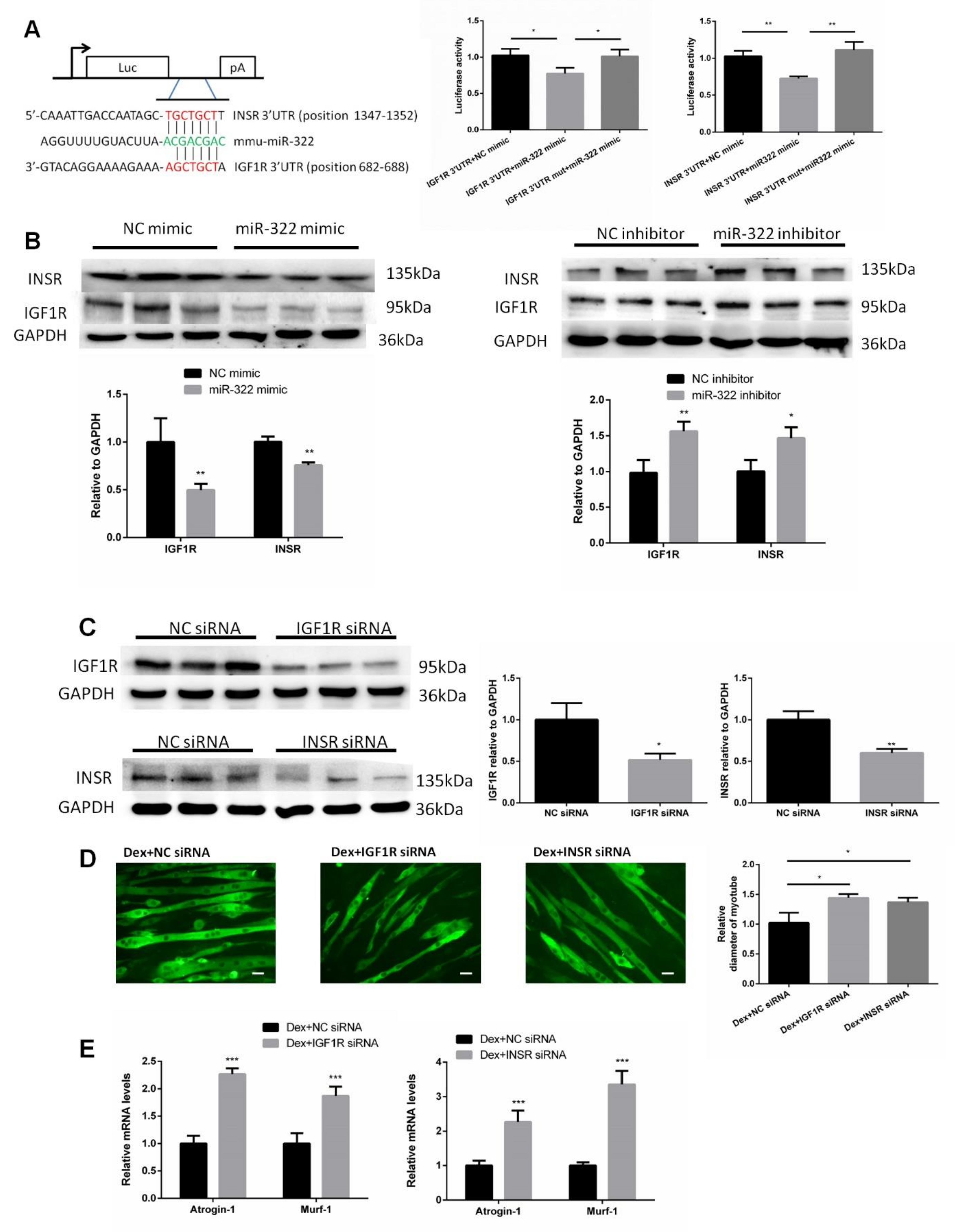 Ijms 21 01111 g005 Ijms 21 01111 g005