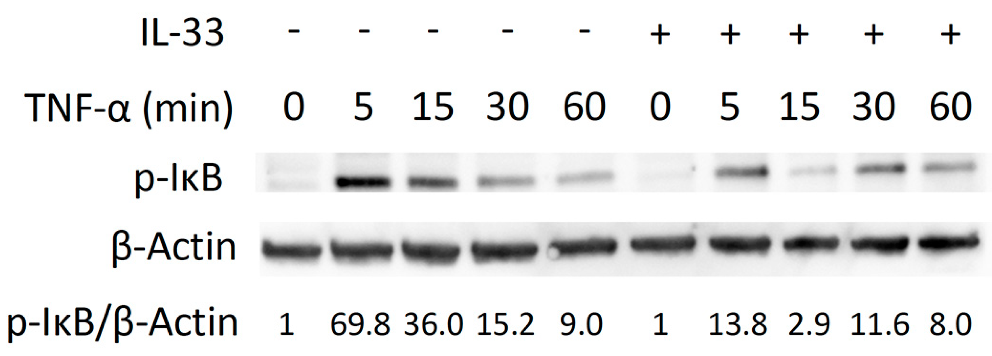 Ijms 21 01130 g004 Ijms 21 01130 g004