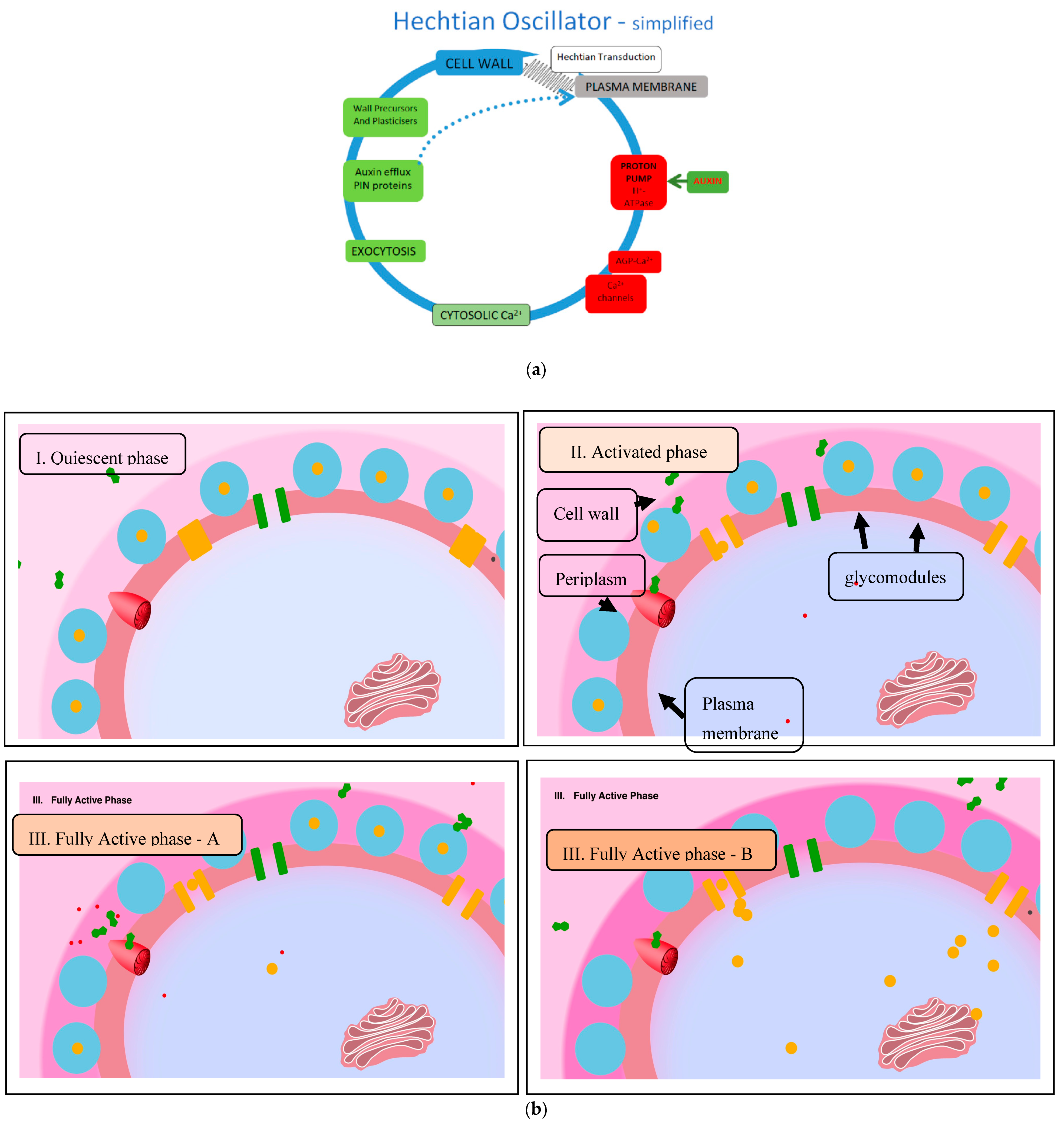 Ijms 21 01145 g001 Ijms 21 01145 g001