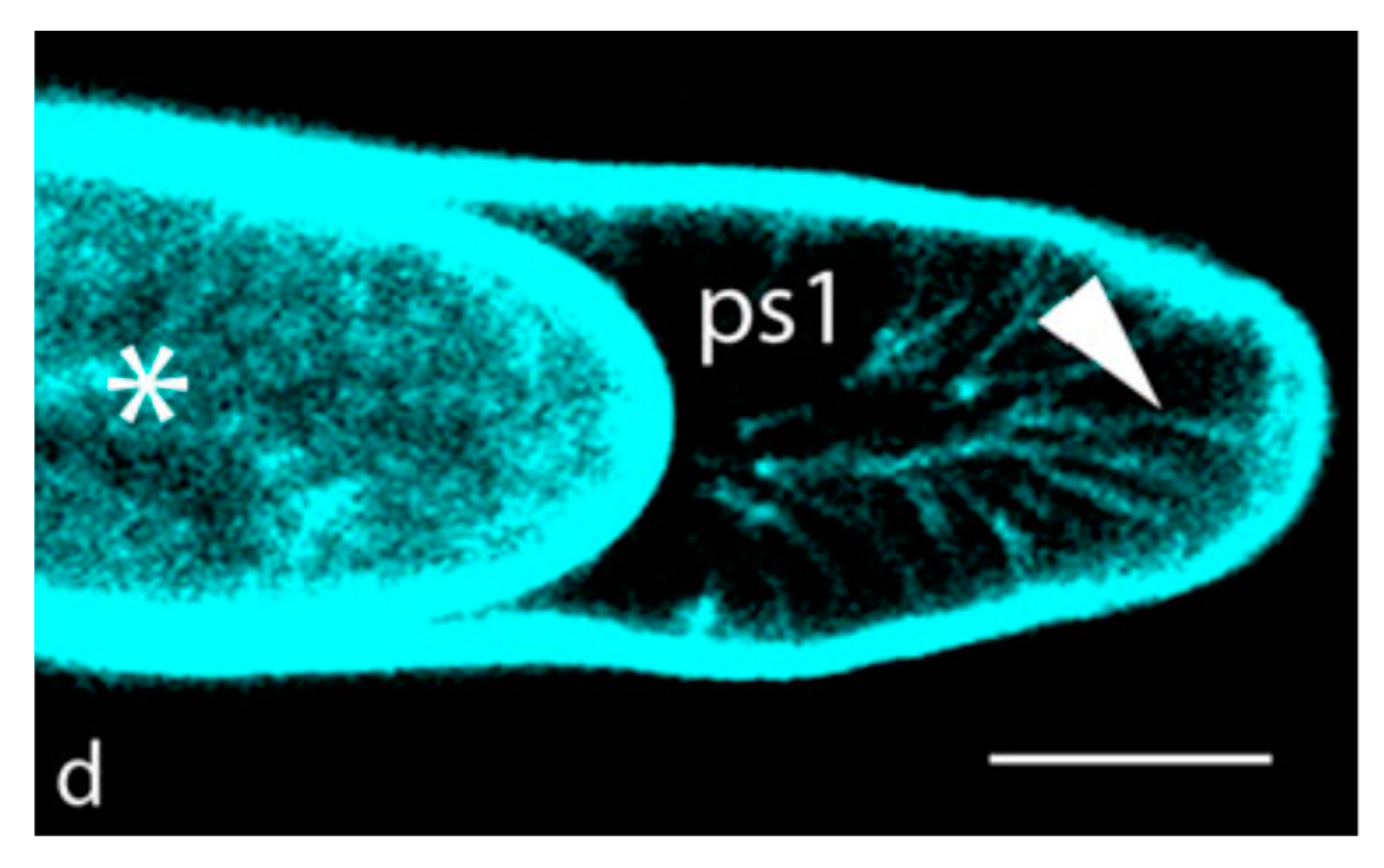 Ijms 21 01145 g002 Ijms 21 01145 g002