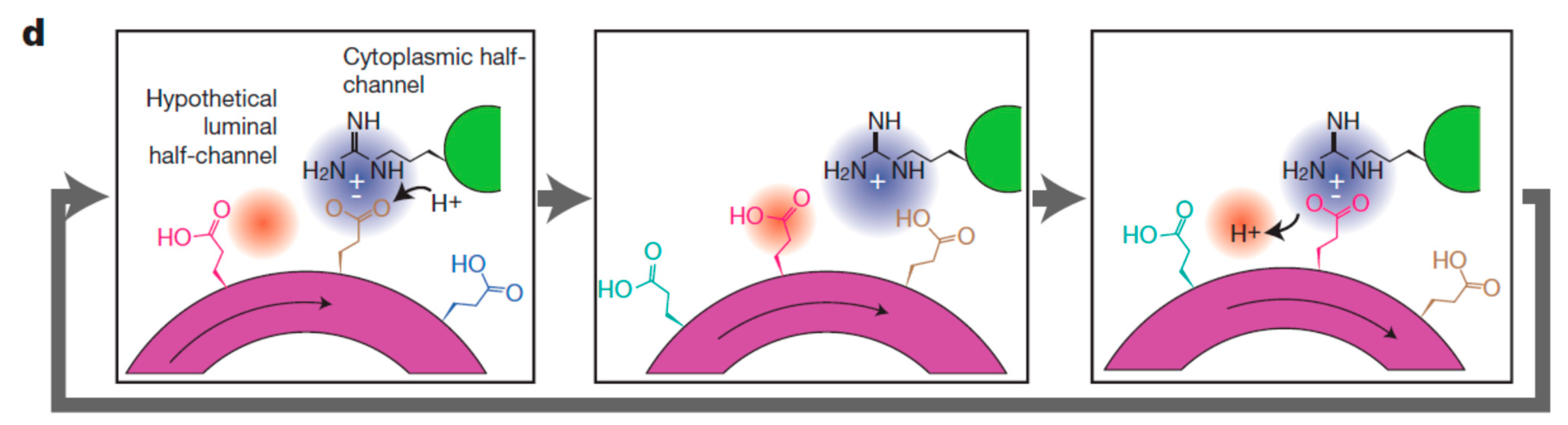 Ijms 21 01145 g003 Ijms 21 01145 g003