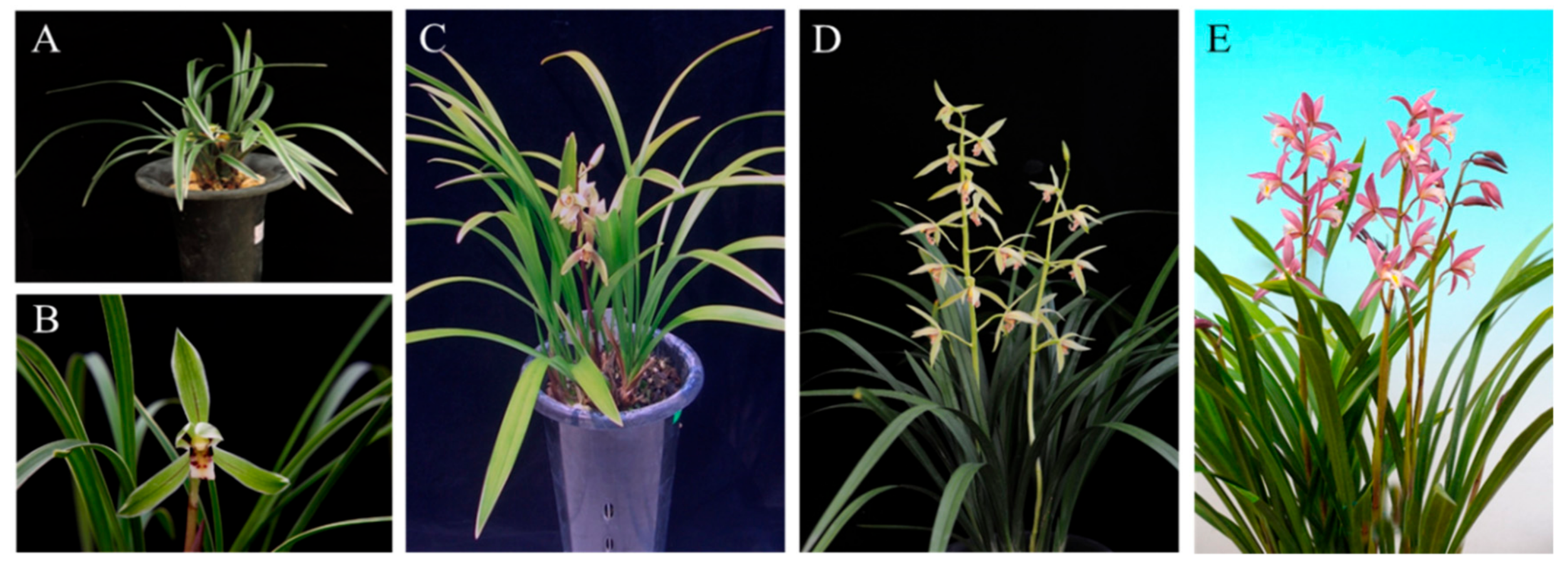 Ijms 21 01160 g003 Ijms 21 01160 g003