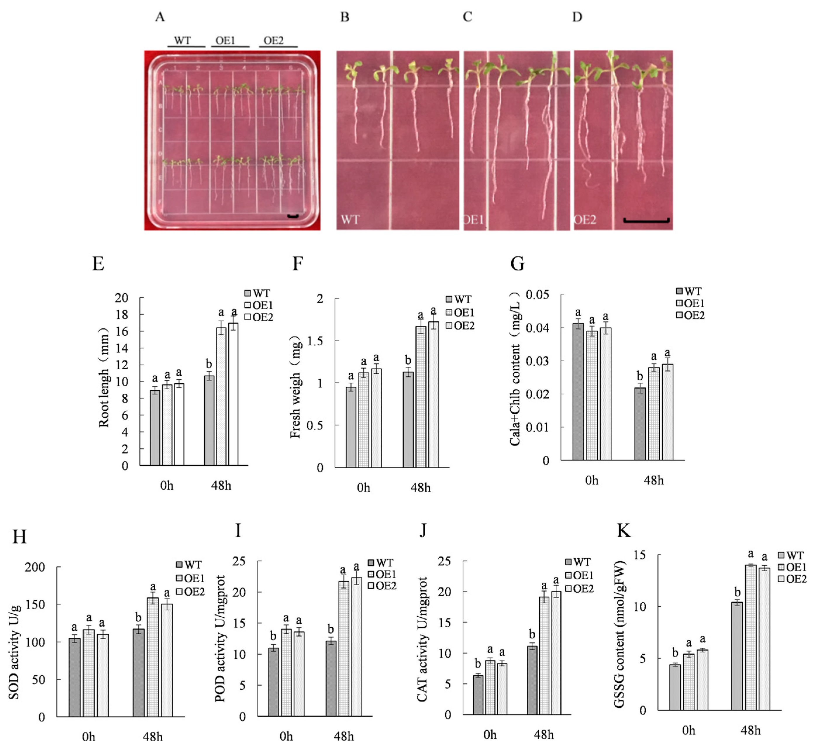 Ijms 21 01165 g002 Ijms 21 01165 g002
