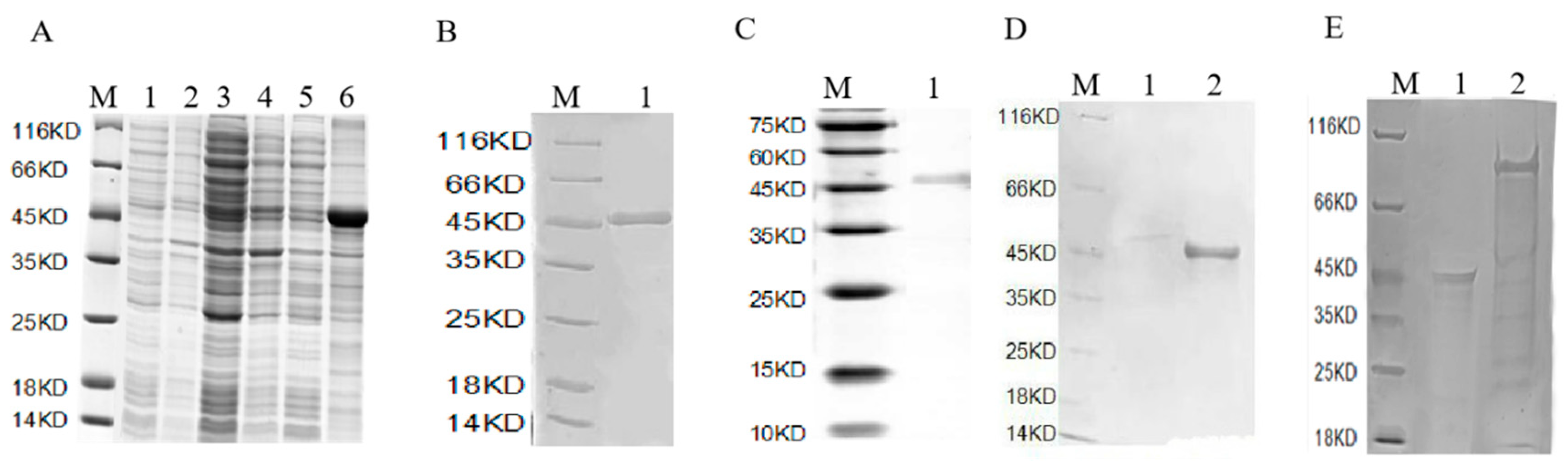 Ijms 21 01165 g003 Ijms 21 01165 g003