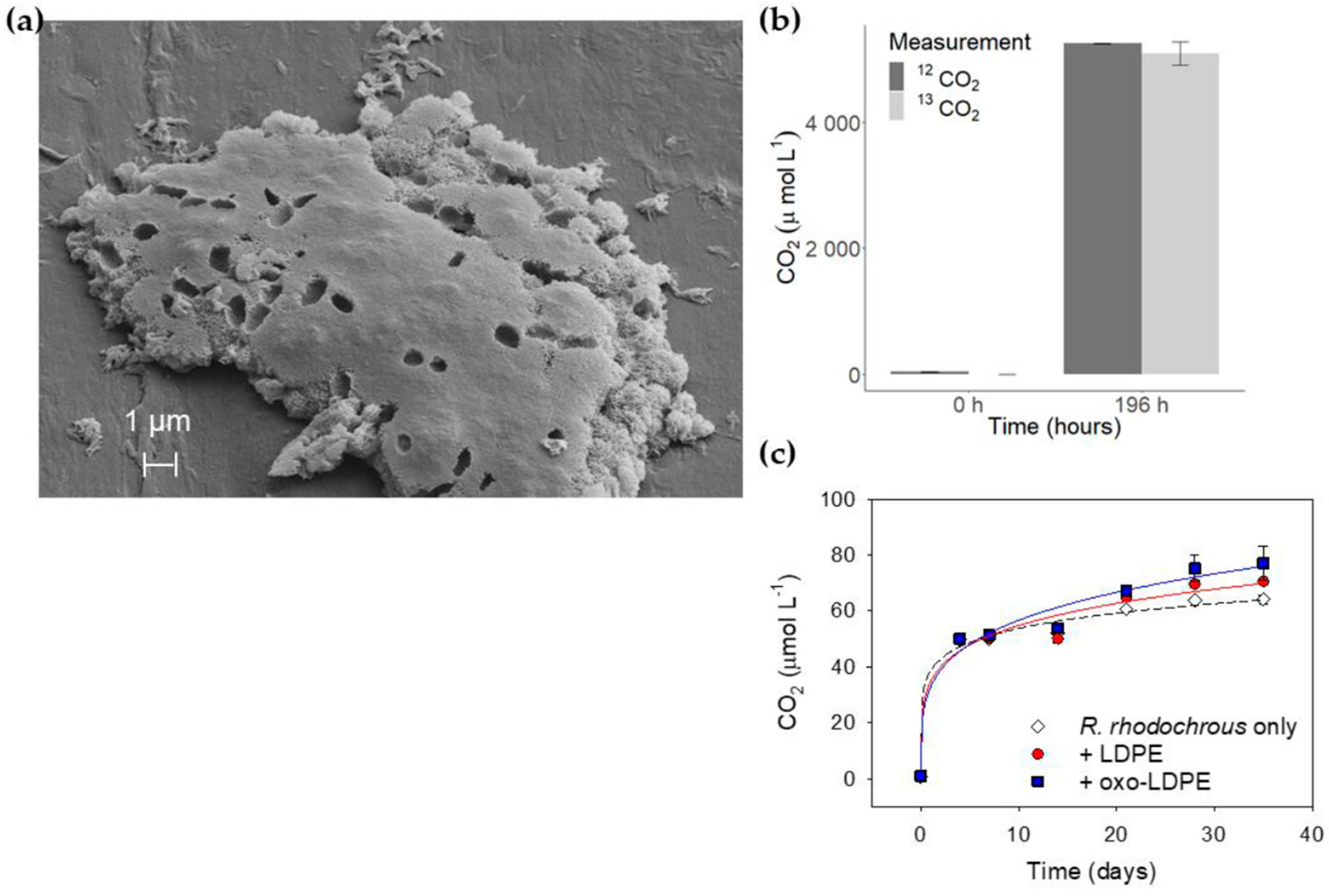 Ijms 21 01176 g001 Ijms 21 01176 g001