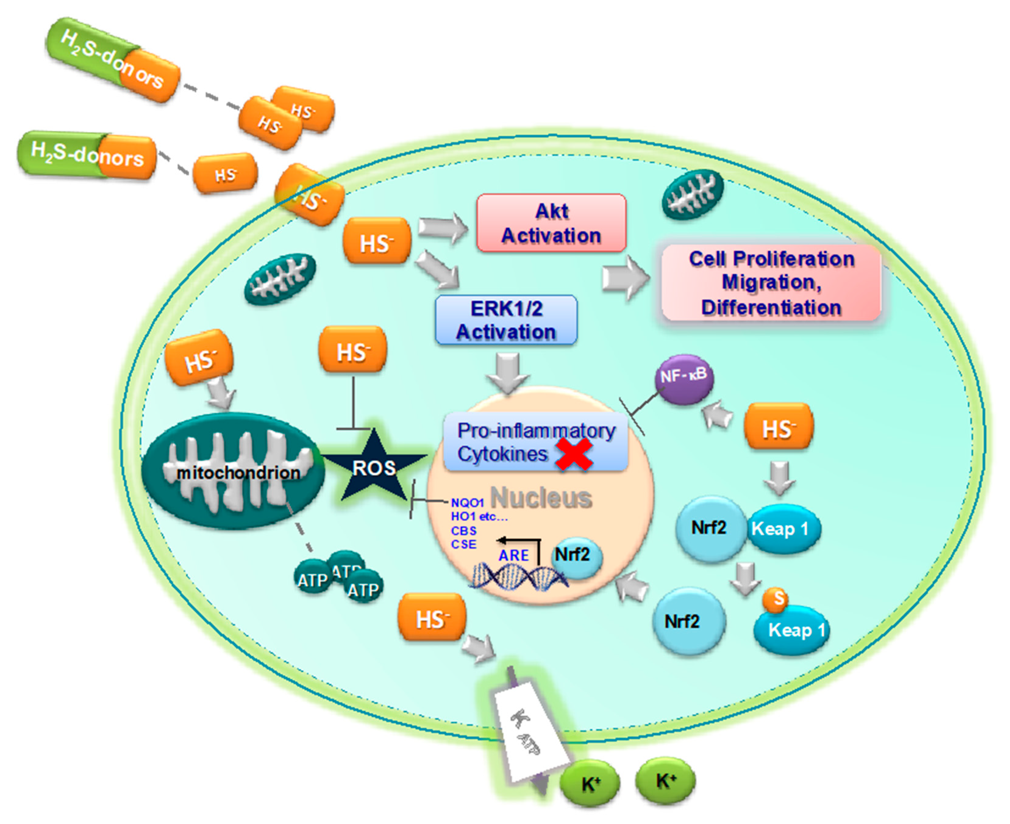 Ijms 21 01180 g003 Ijms 21 01180 g003