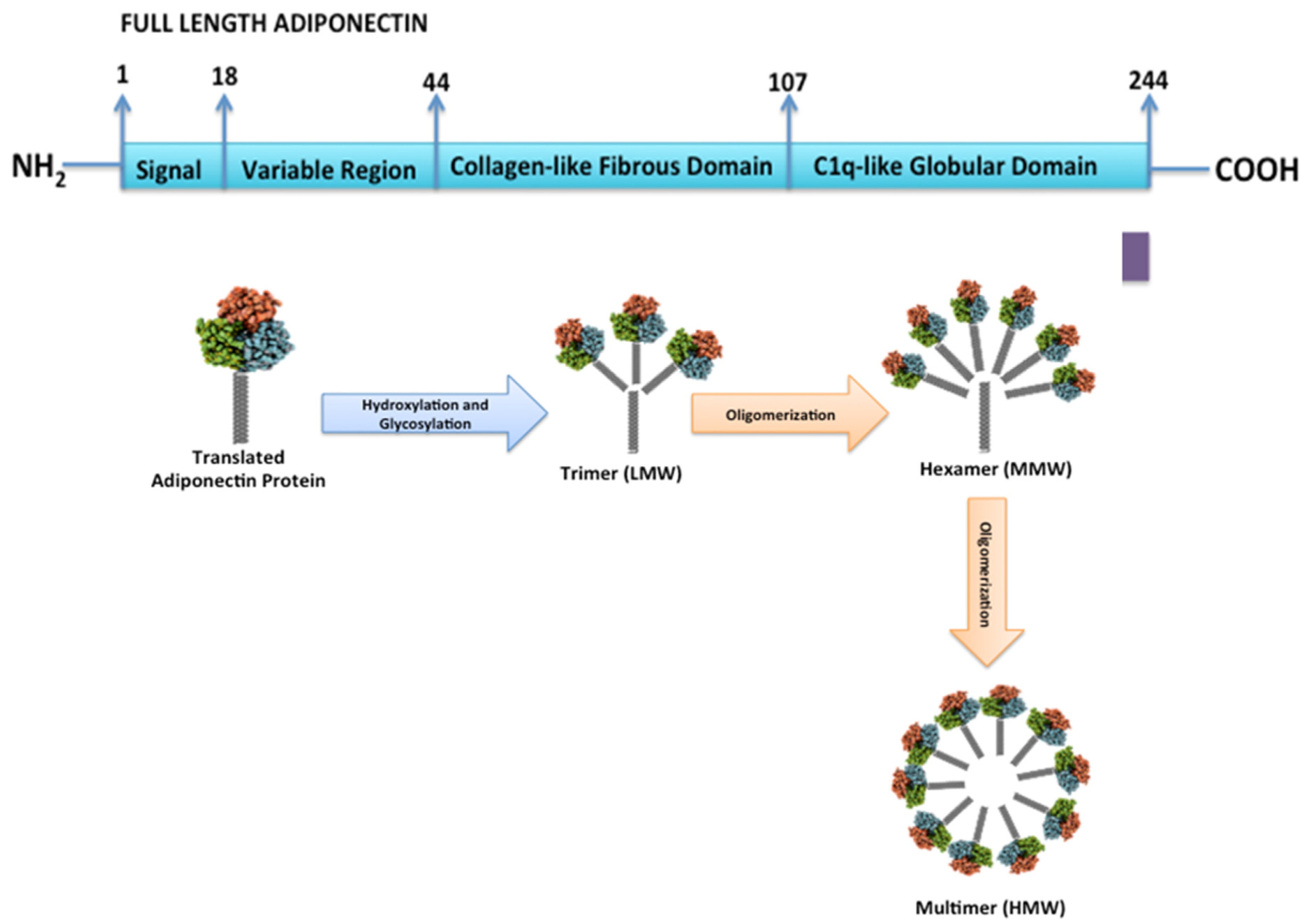 Ijms 21 01219 g001 Ijms 21 01219 g001