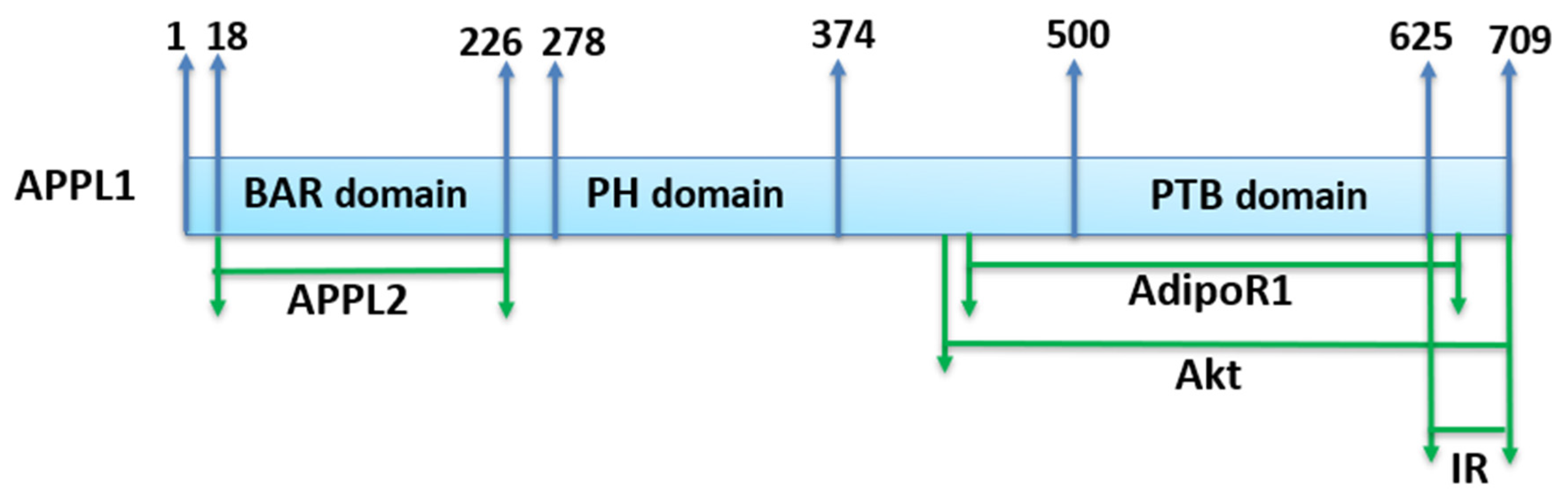 Ijms 21 01219 g002 Ijms 21 01219 g002
