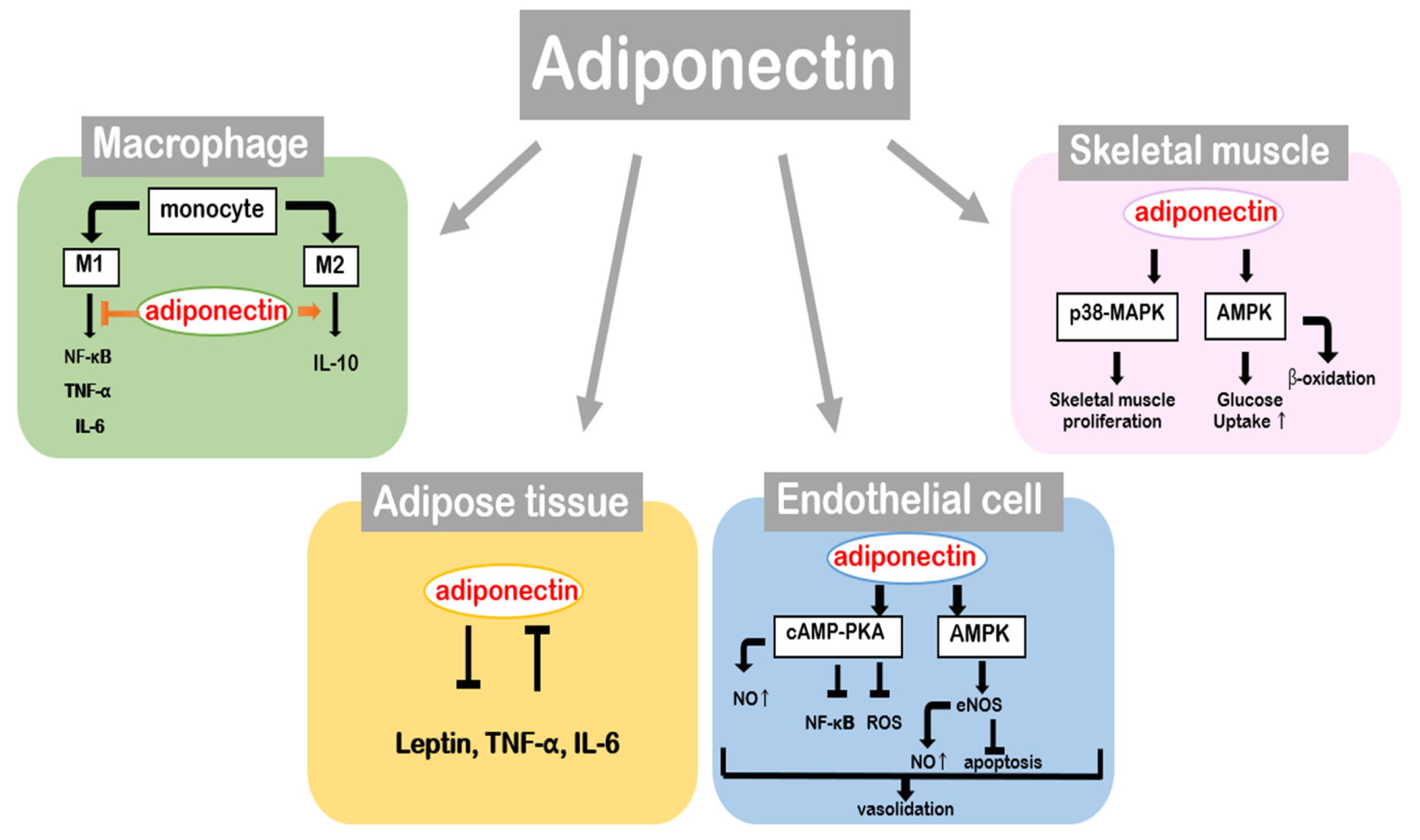 Ijms 21 01219 g004 Ijms 21 01219 g004