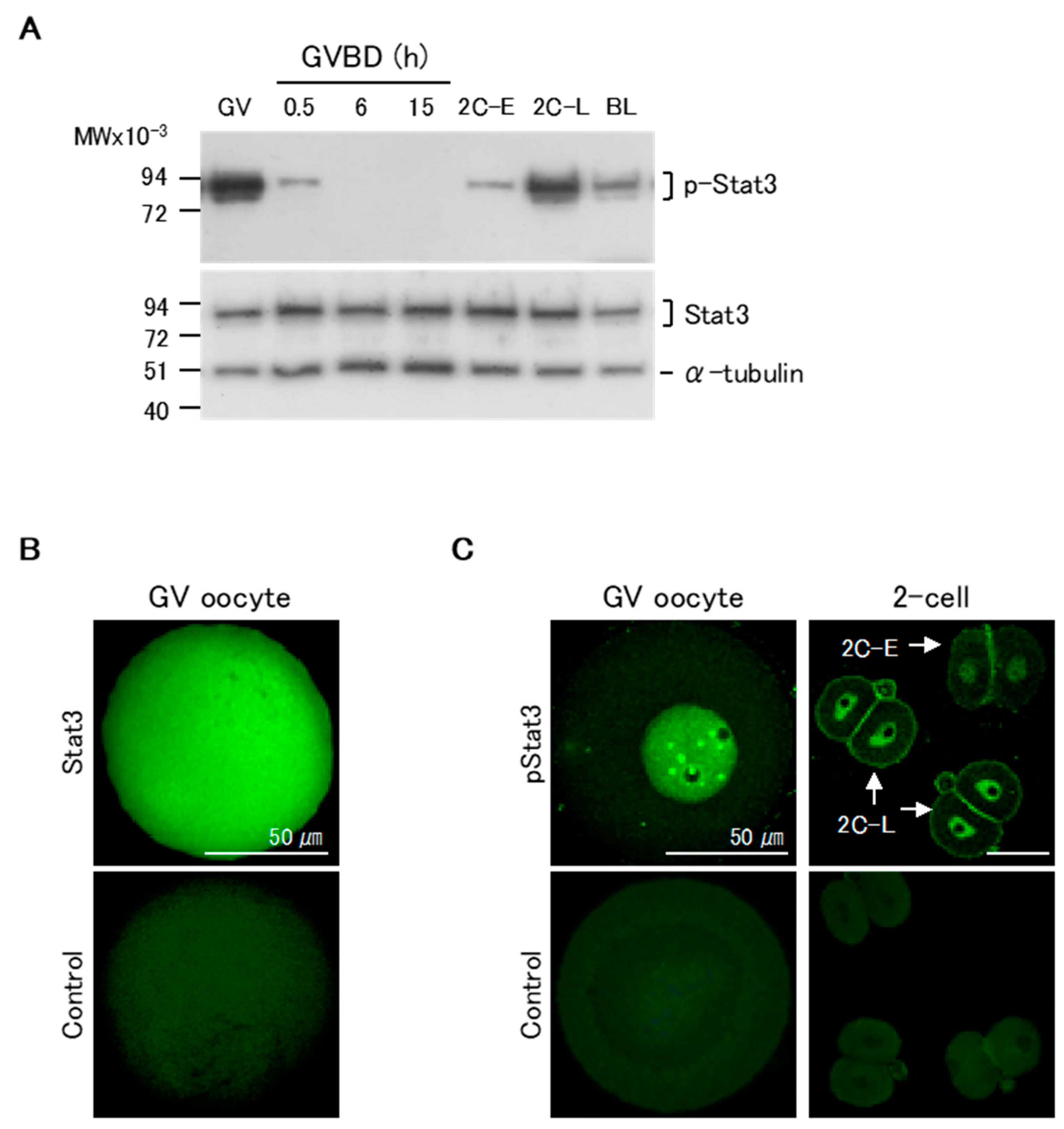 Ijms 21 01220 g001 Ijms 21 01220 g001