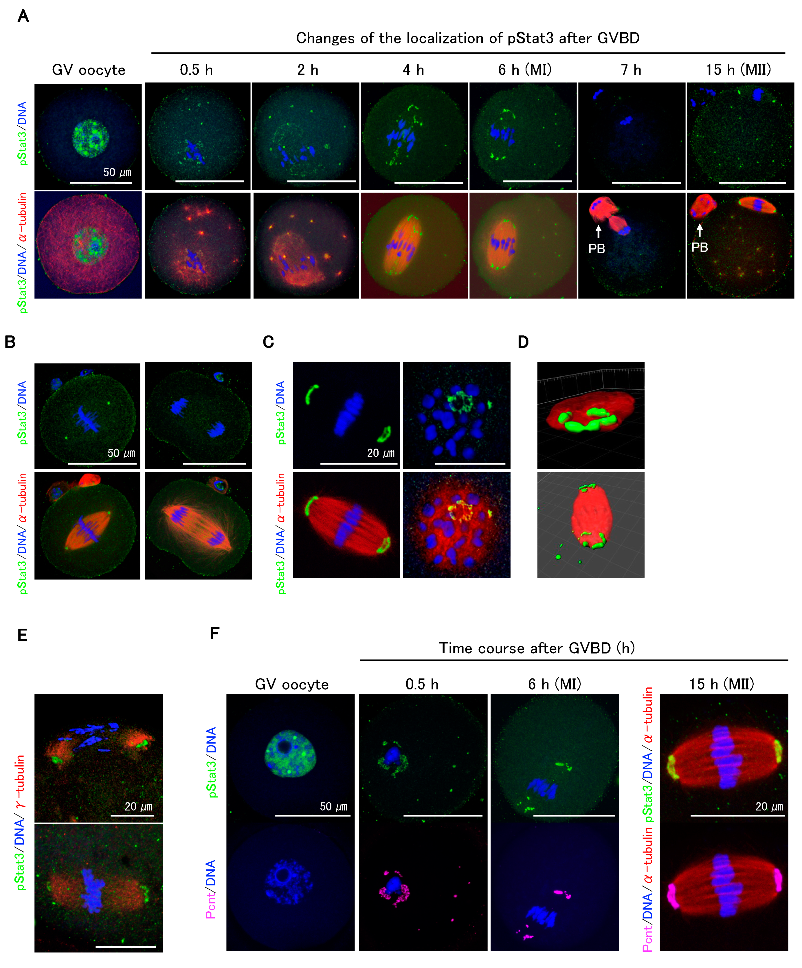 Ijms 21 01220 g002 Ijms 21 01220 g002