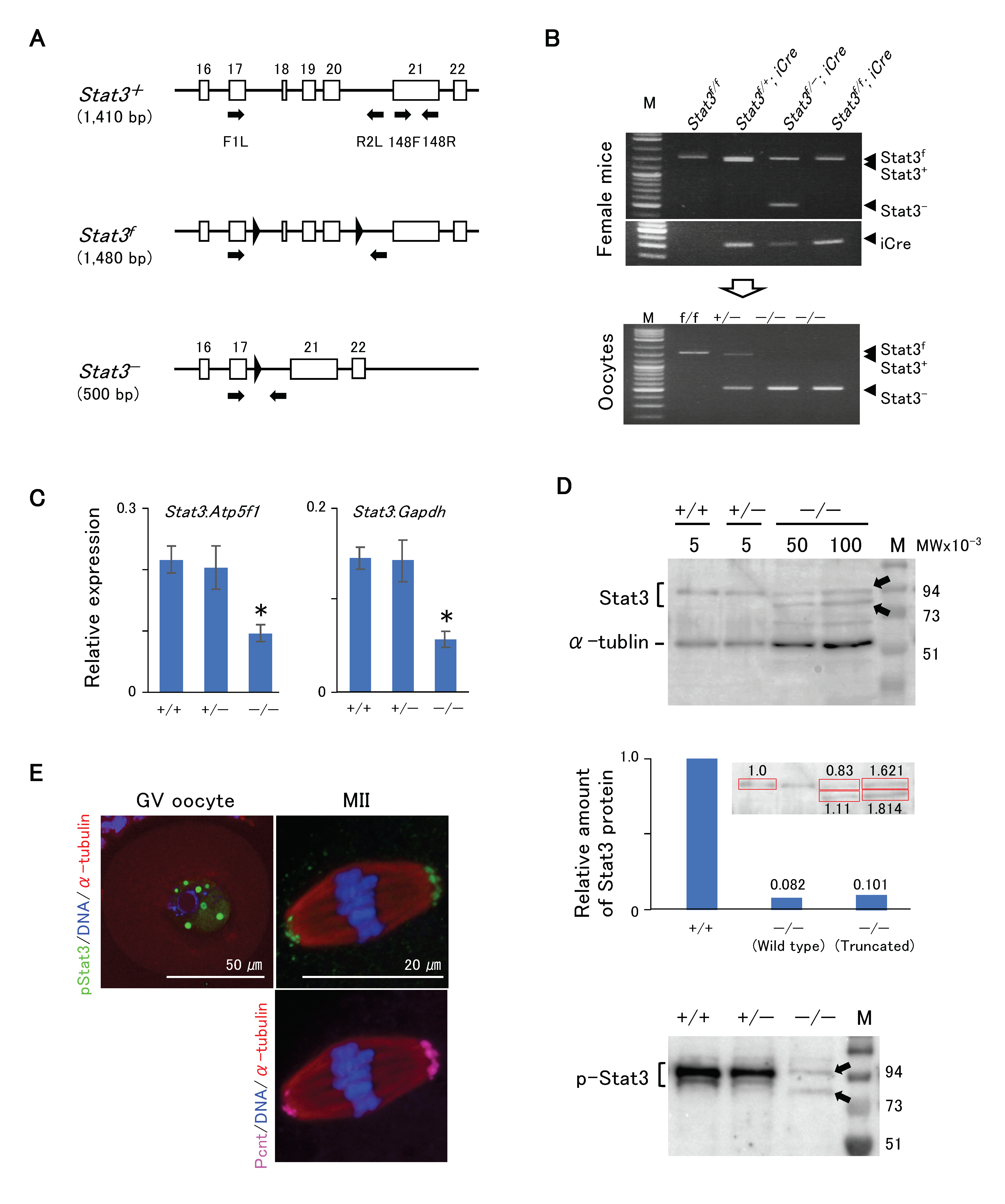 Ijms 21 01220 g003 Ijms 21 01220 g003