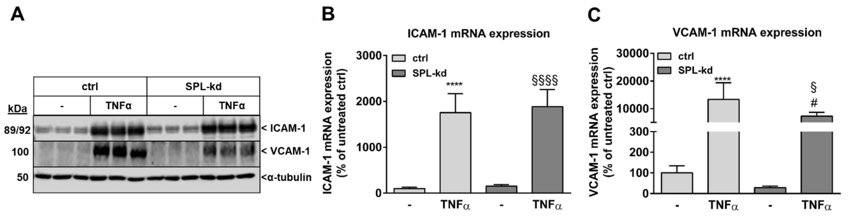 Ijms 21 01240 g005 Ijms 21 01240 g005