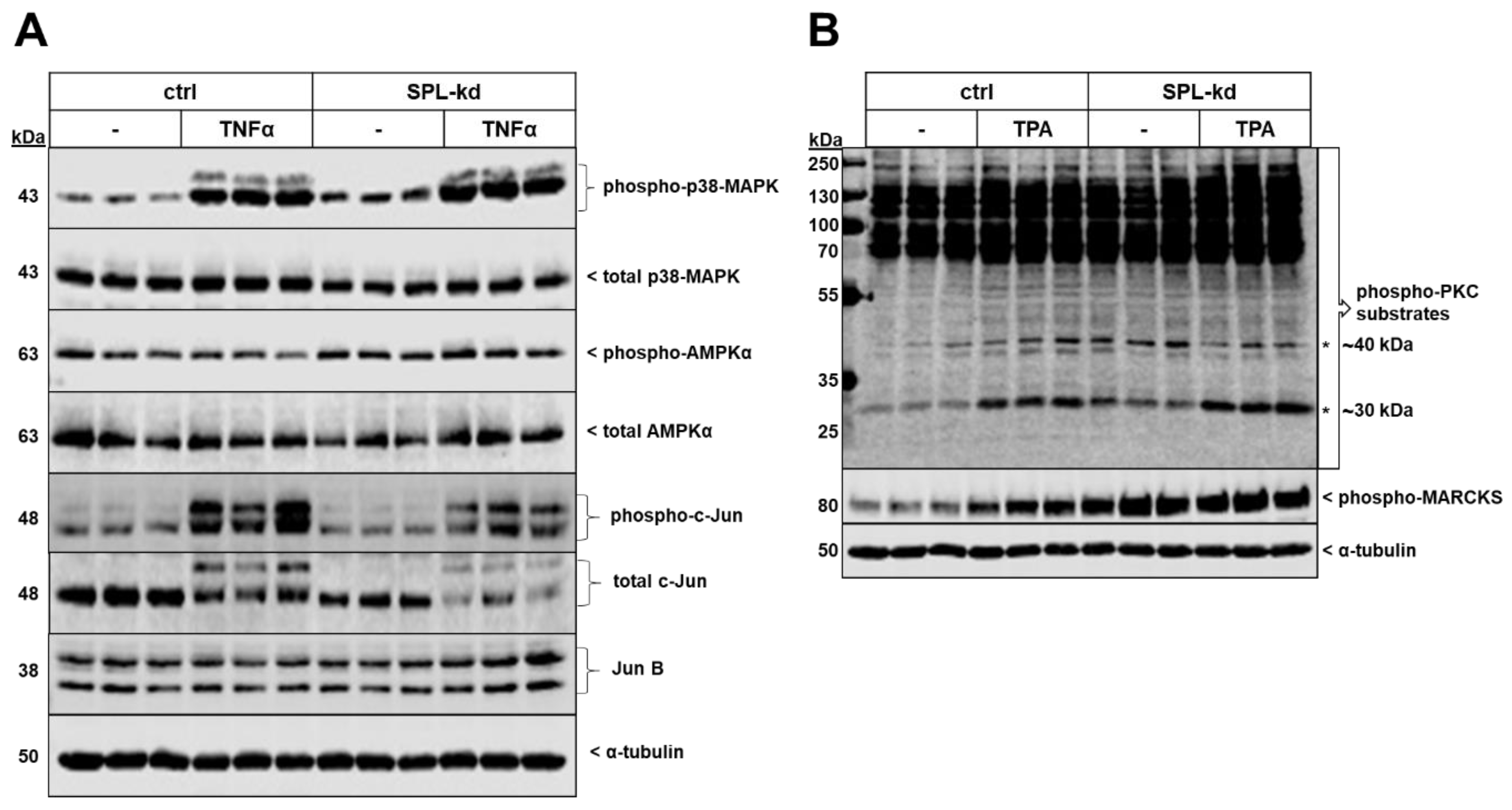 Ijms 21 01240 g007 Ijms 21 01240 g007