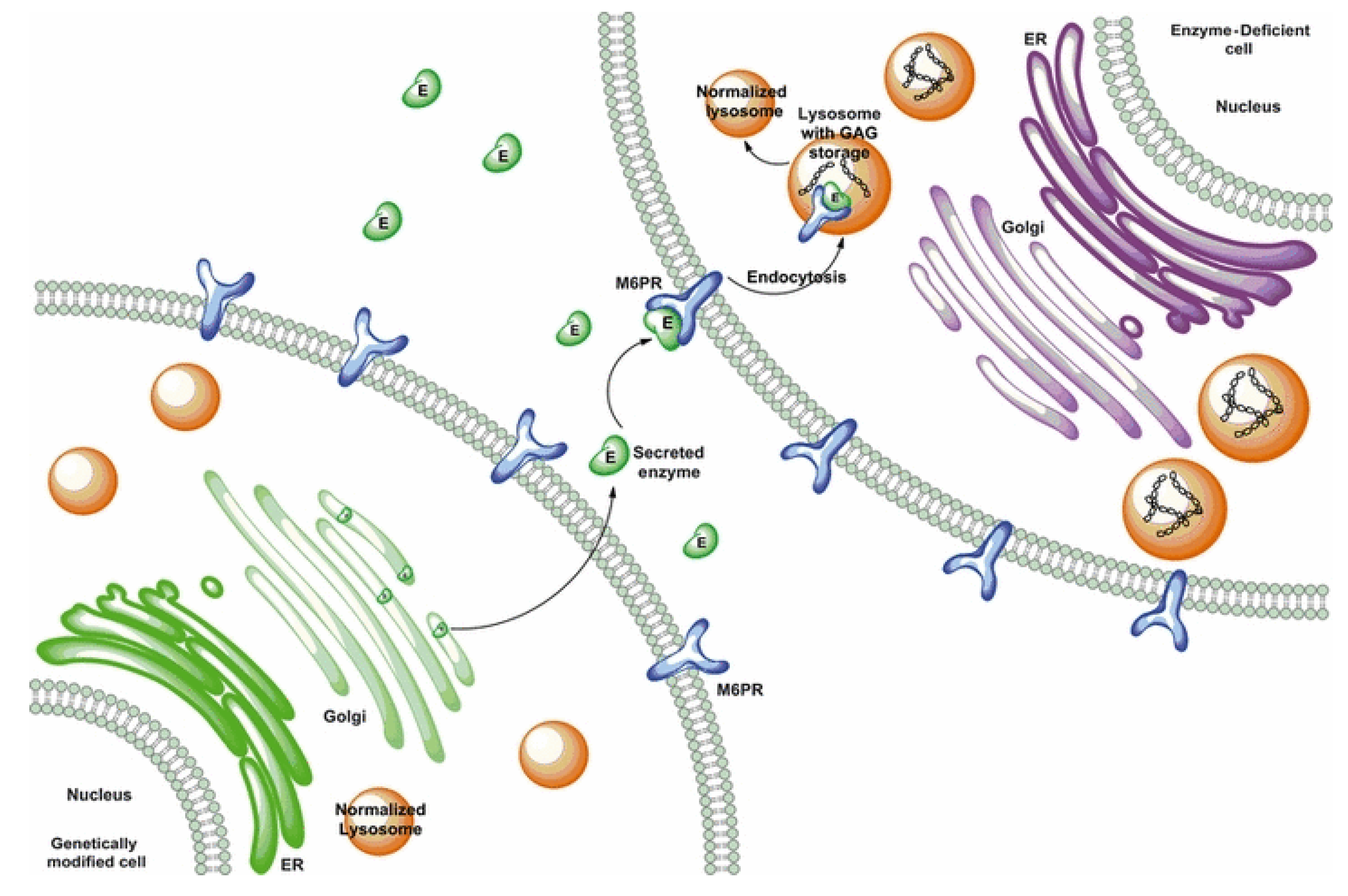 Ijms 21 01258 g001 Ijms 21 01258 g001