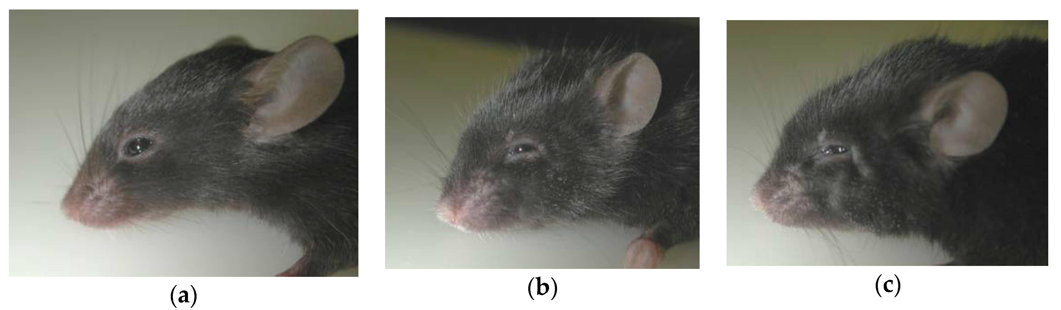 Ijms 21 01258 g003 Ijms 21 01258 g003