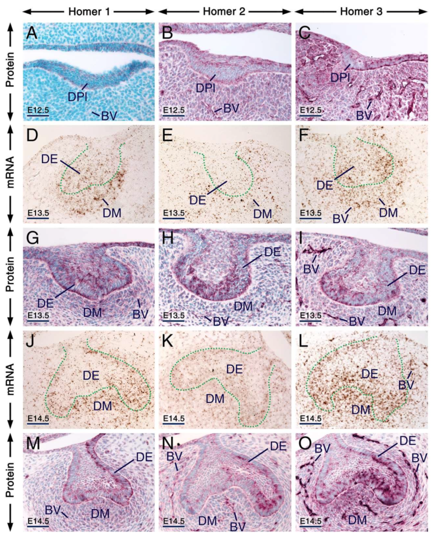 Ijms 21 01264 g001 Ijms 21 01264 g001