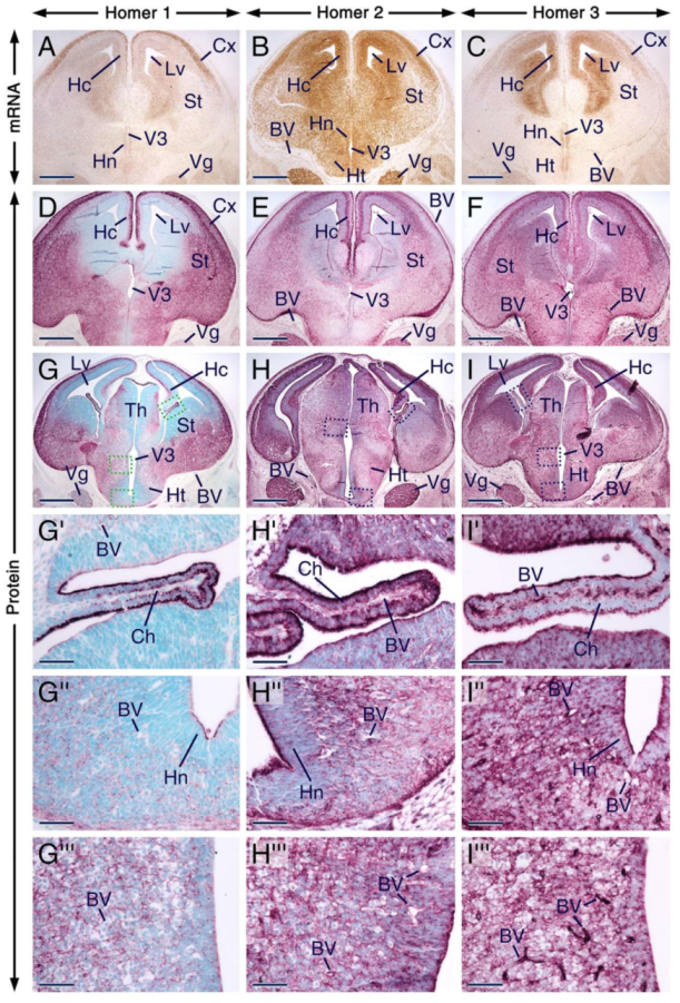 Ijms 21 01264 g004 Ijms 21 01264 g004