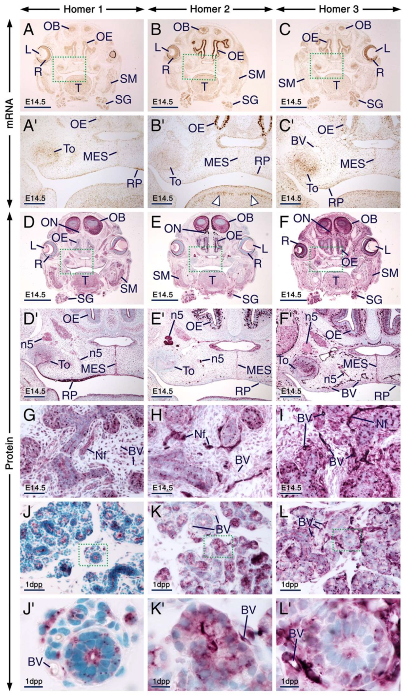 Ijms 21 01264 g005 Ijms 21 01264 g005