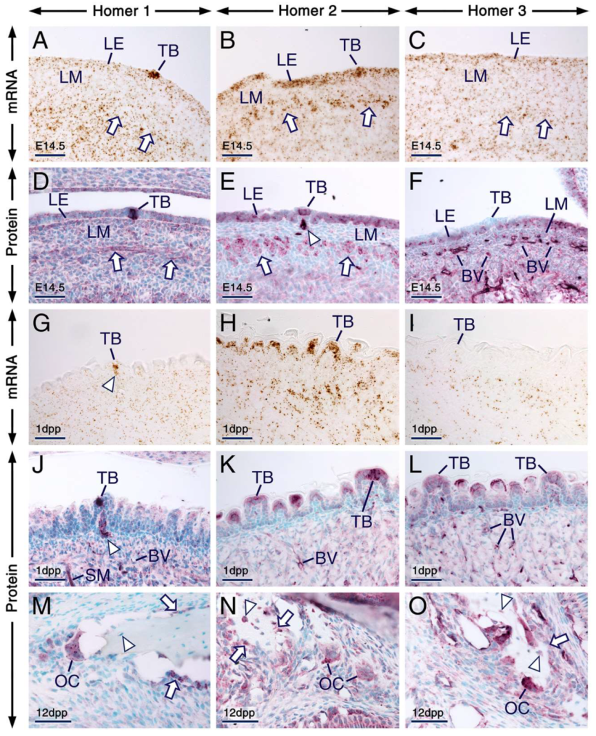 Ijms 21 01264 g007 Ijms 21 01264 g007