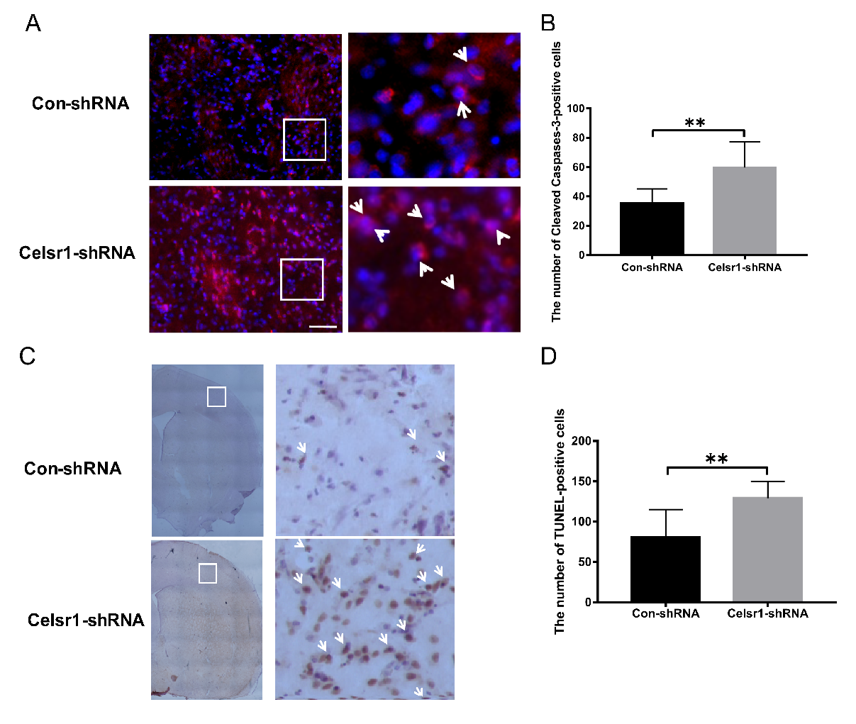 Ijms 21 01267 g003 Ijms 21 01267 g003