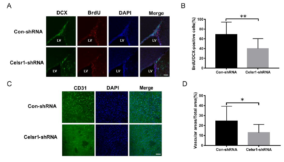 Ijms 21 01267 g004 Ijms 21 01267 g004