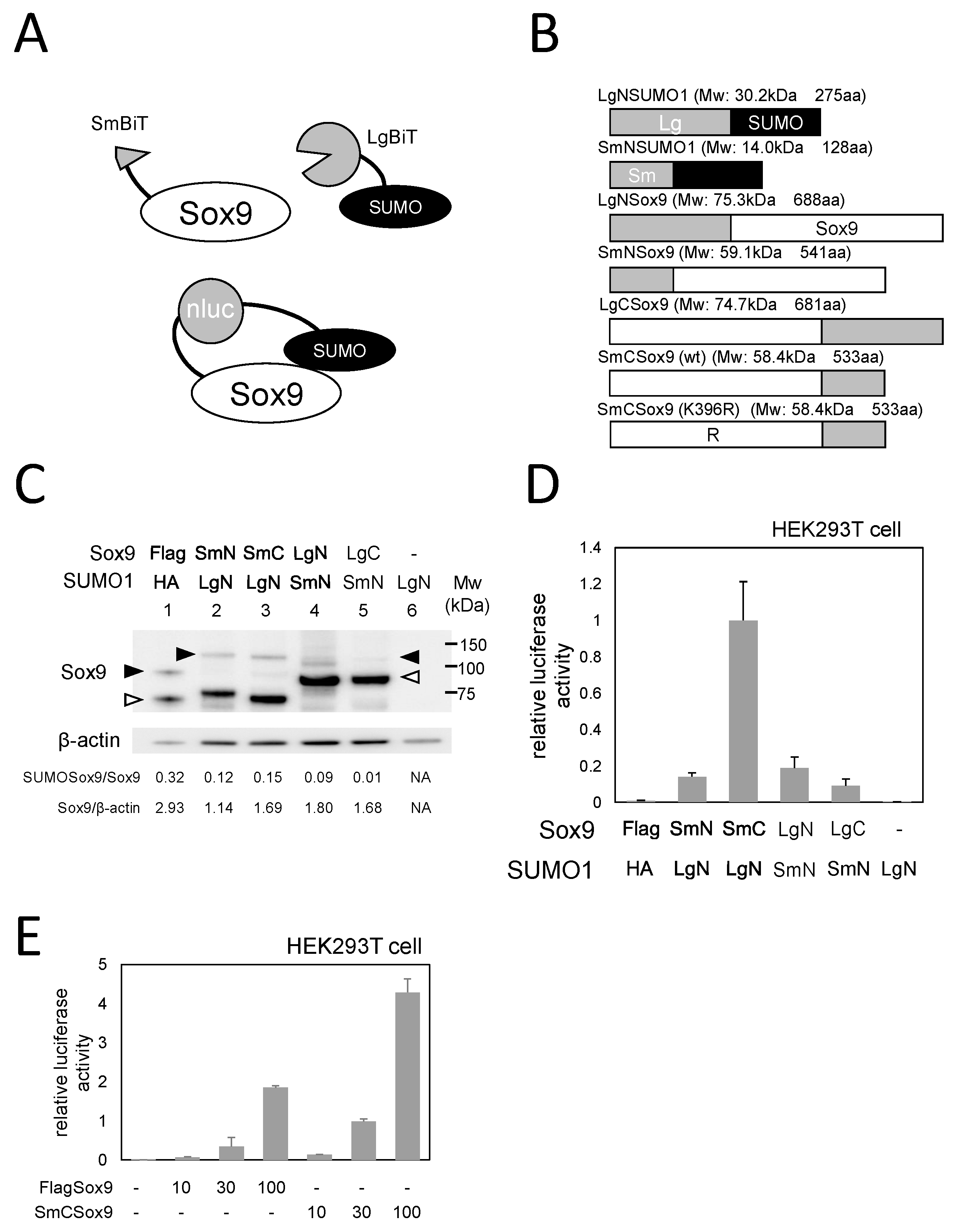 Ijms 21 01274 g001 Ijms 21 01274 g001
